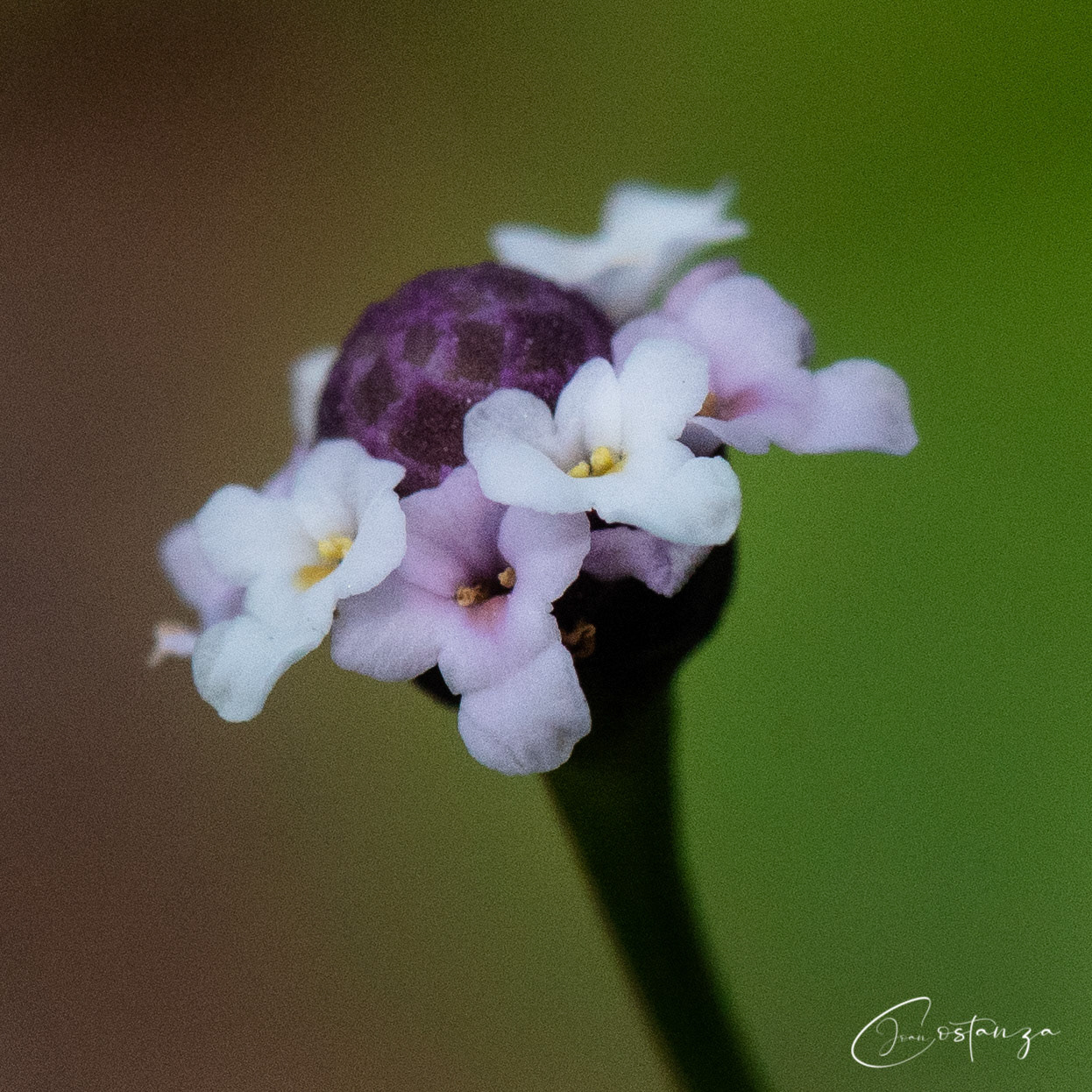 Phyla nodifloraTurkey Tangle Frogfruit