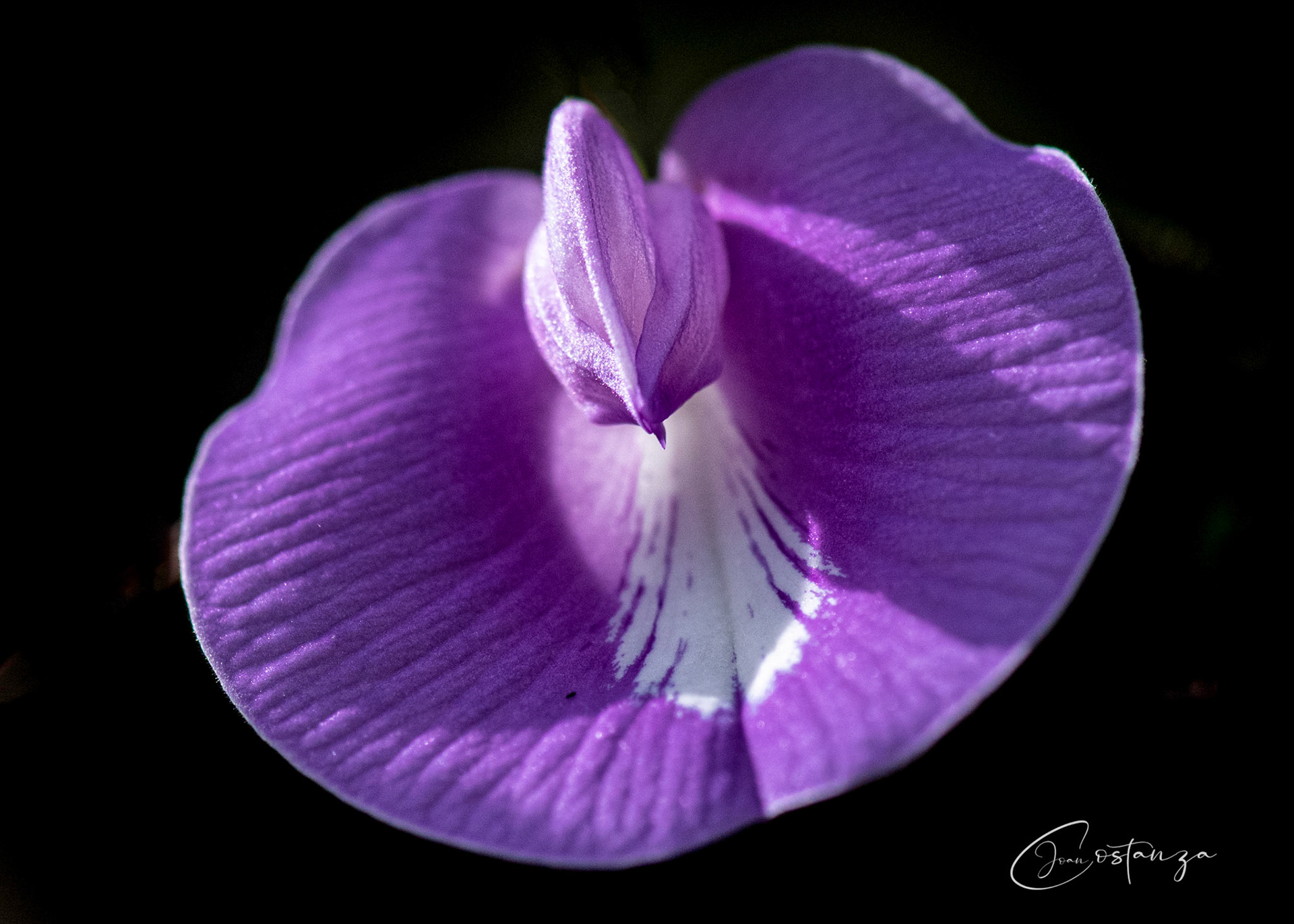 Centrosema virginianum - Butterfly Pea