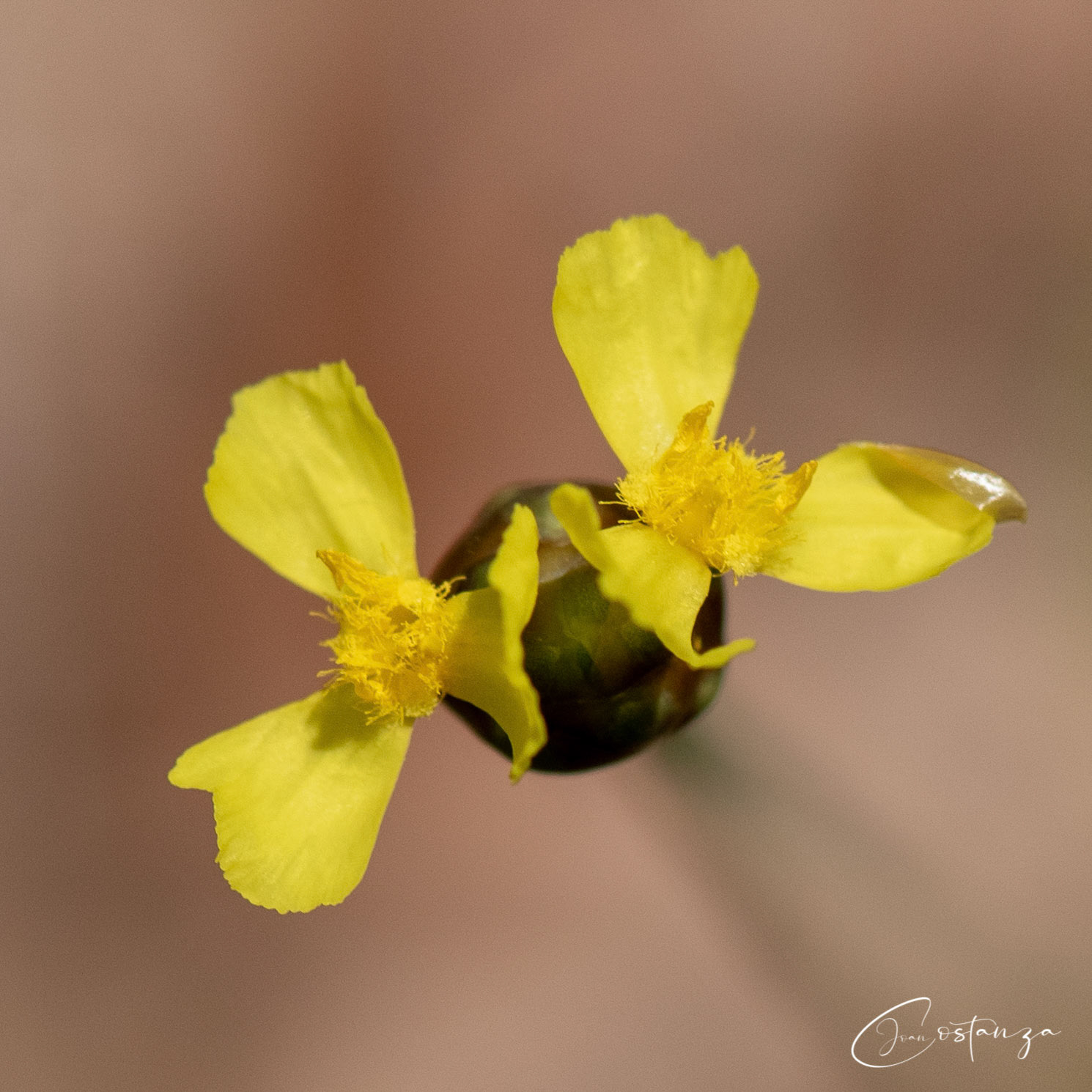 Xyris carolinianaCarolina Yellow-eyed Grass