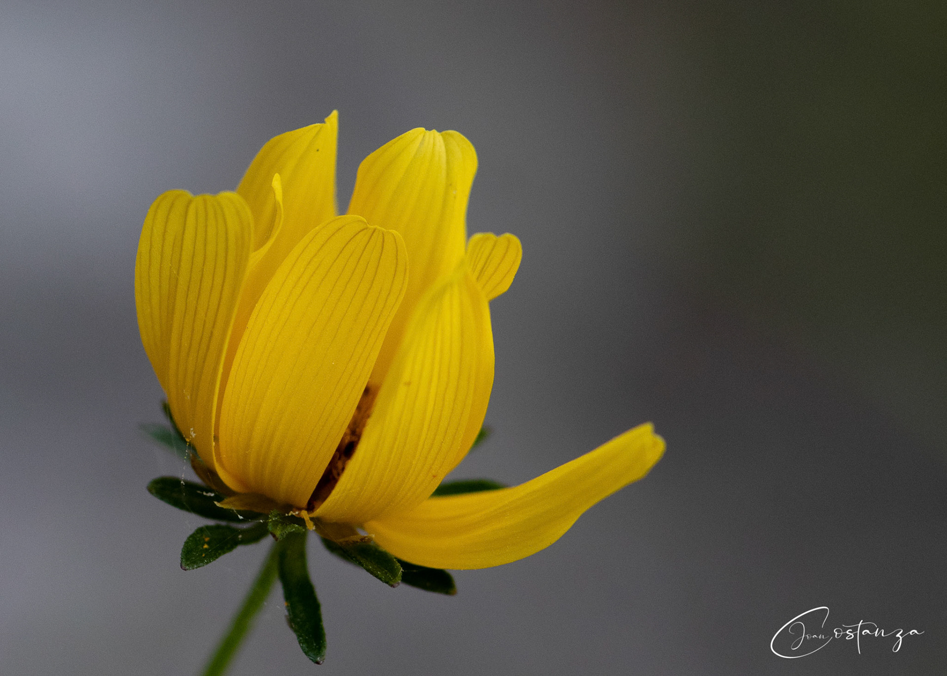Bidens aristosa  - Tickseed Beggar-Ticks
