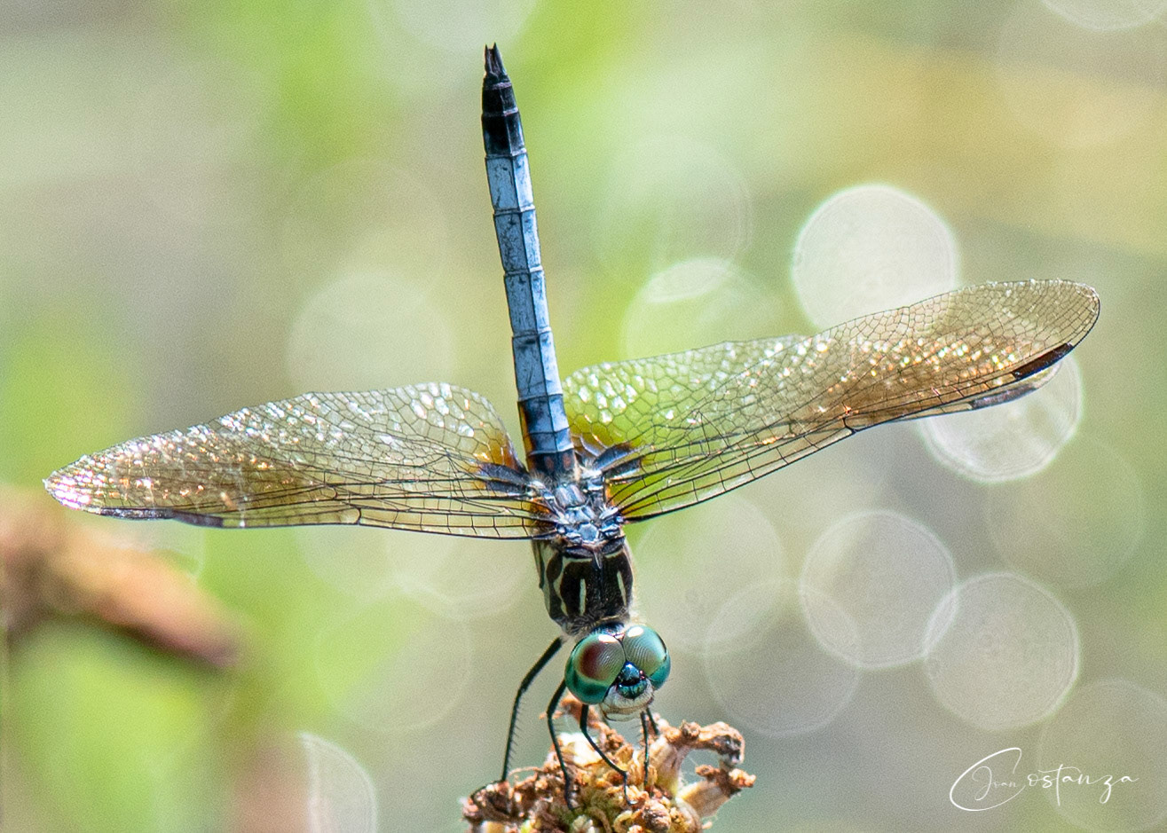 Pachydiplax longipennis Blue Dasher