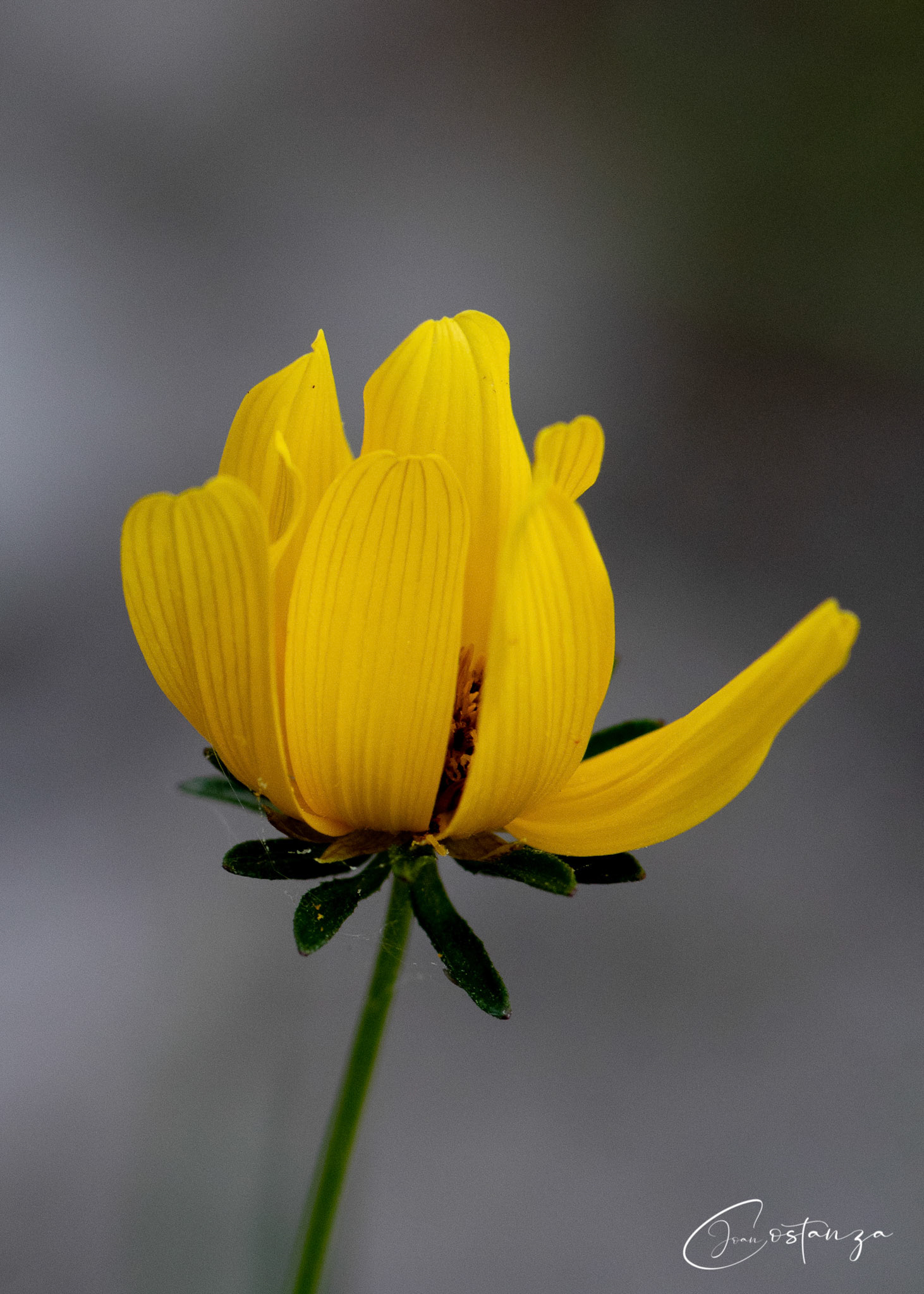 Bidens aristosa  - Tickseed Beggar-Ticks