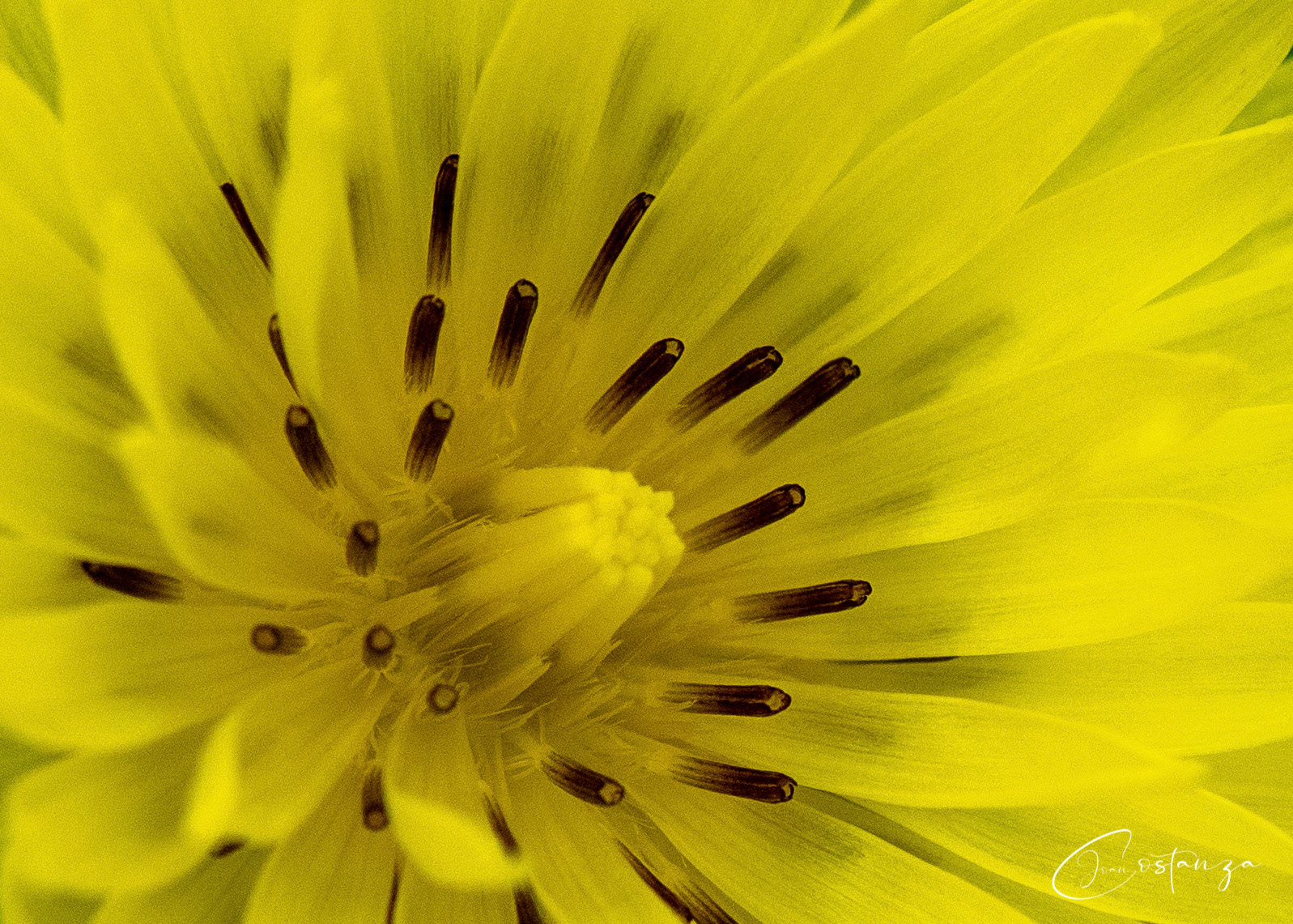Pyrrhopappus pauciflorussmallflower desert-chicory, texas dandelion, false dandelion