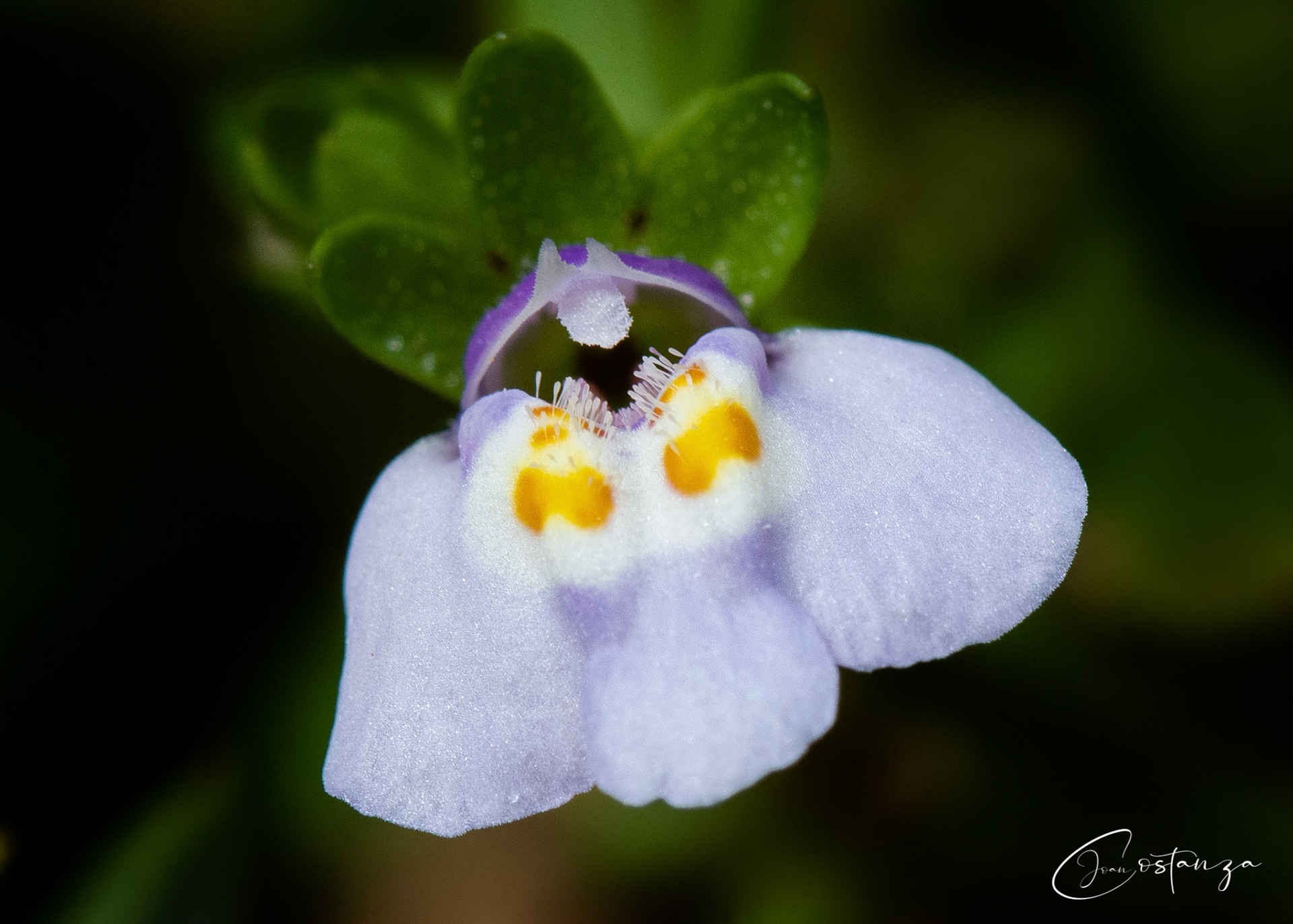 Mazus