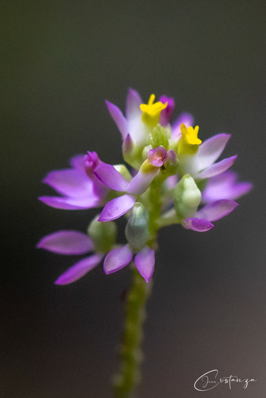Polygala - Milkwort