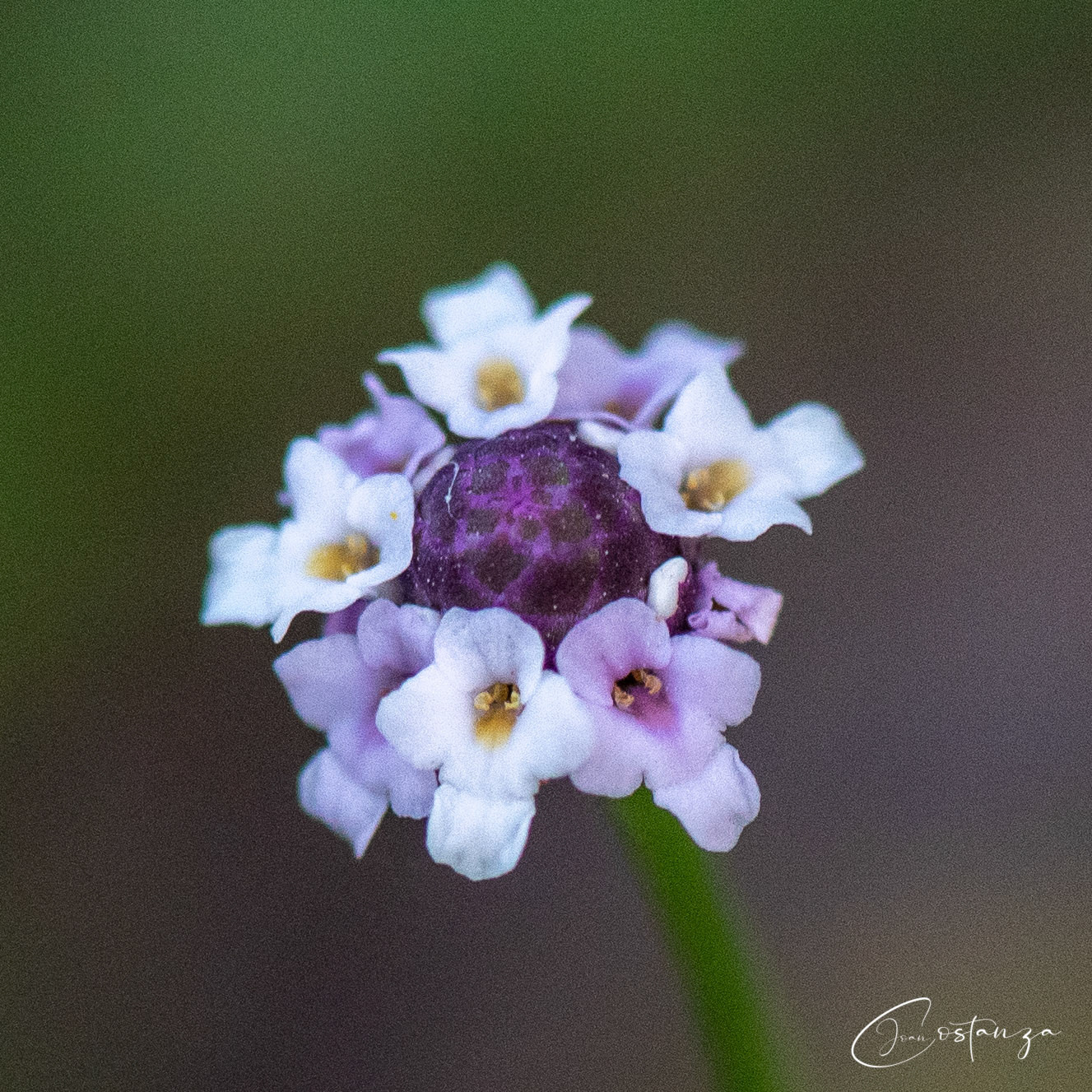 Phyla nodifloraTurkey Tangle Frogfruit