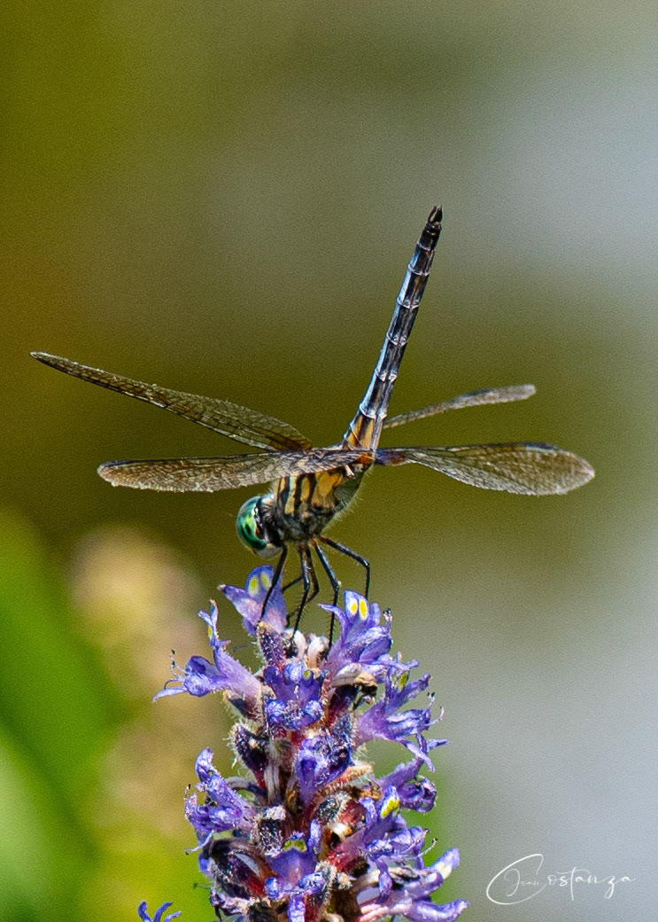 Pachydiplax longipennis Blue Dasher