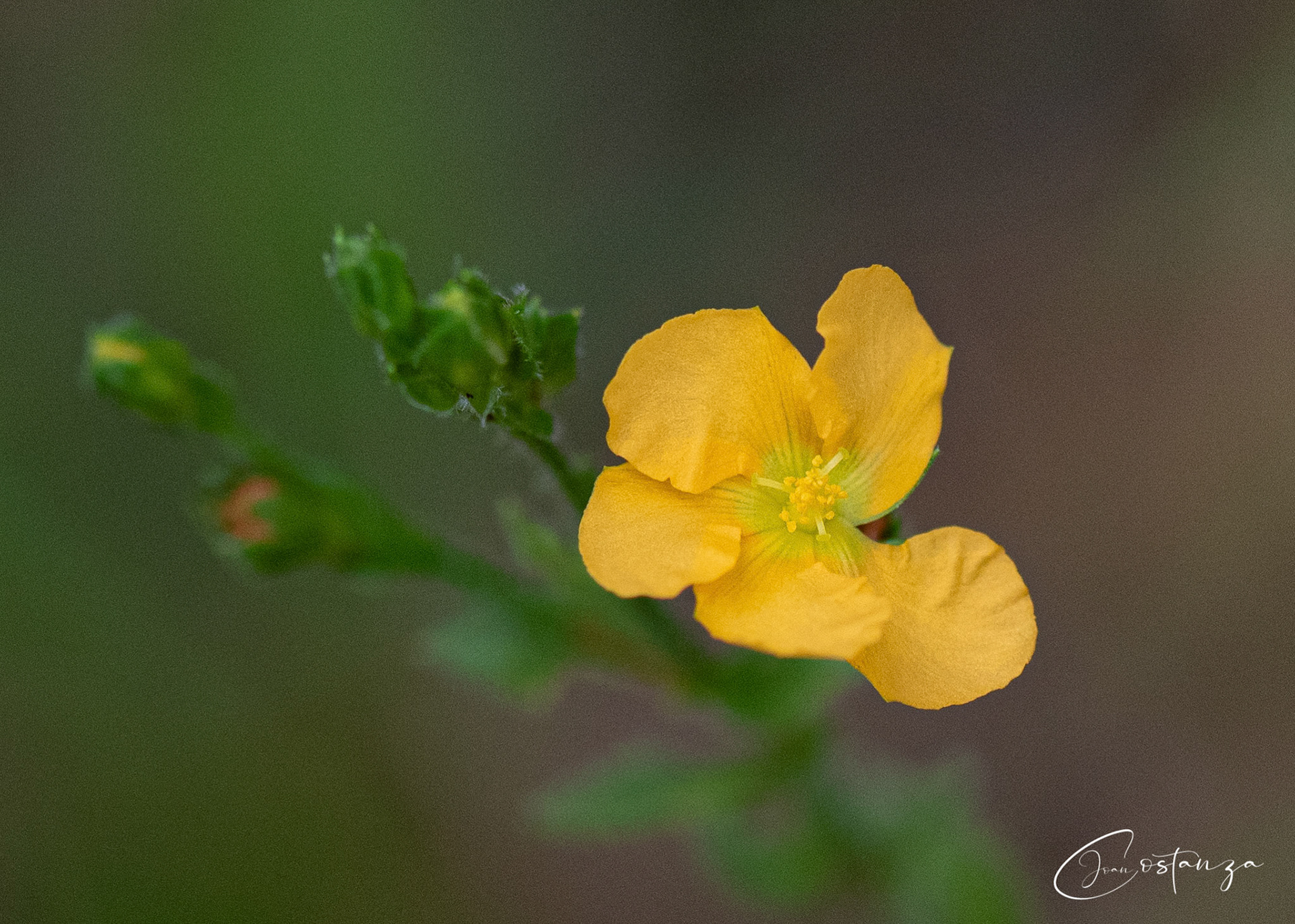 Hypericum - St. John's Wort