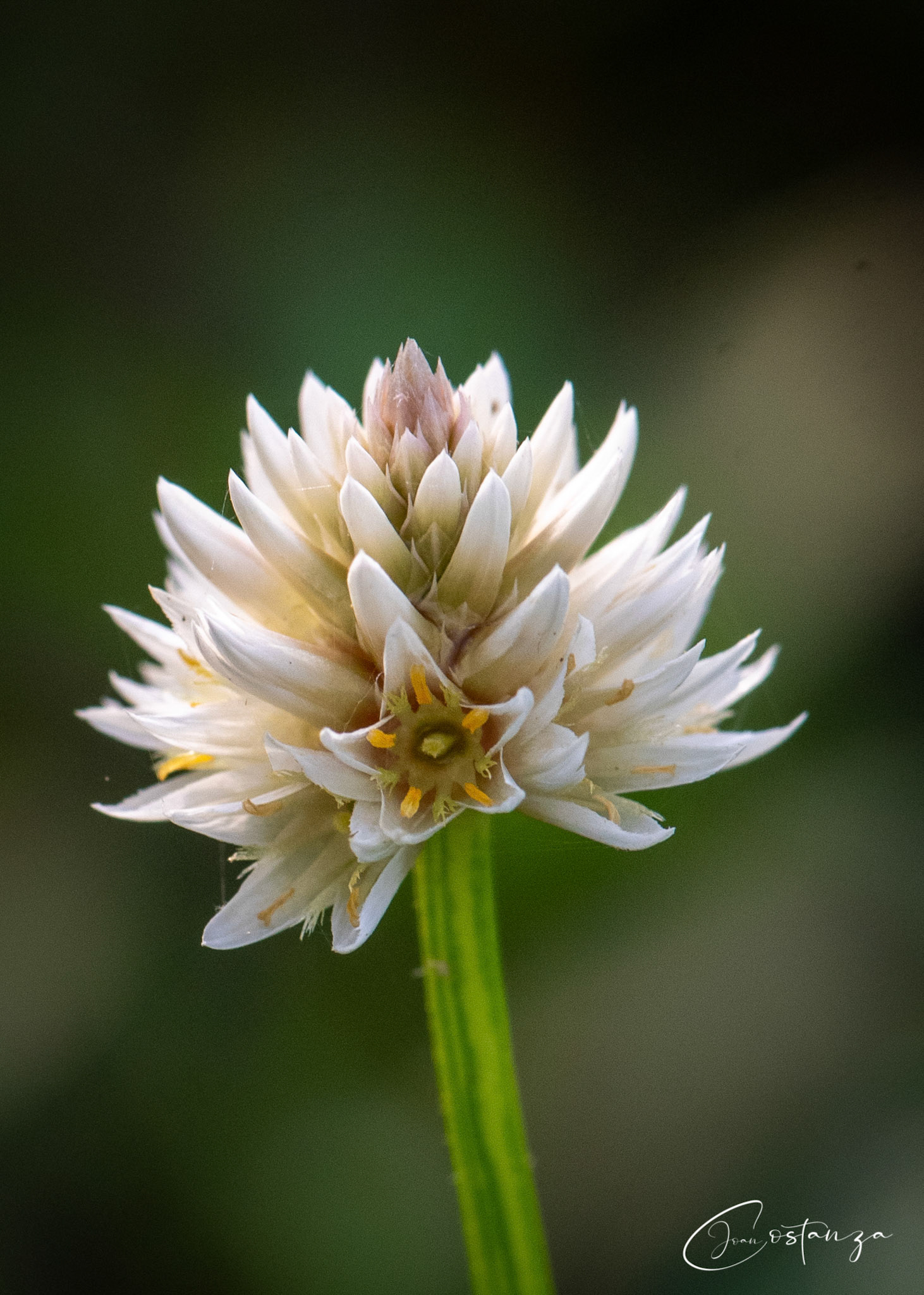 Alternanthera philoxeroidesalligatorweed, pigwee