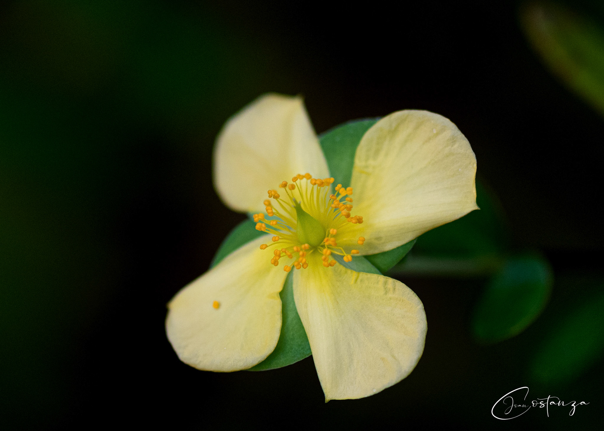 Hypericum crux-andreae (St. Peter's-Wort)