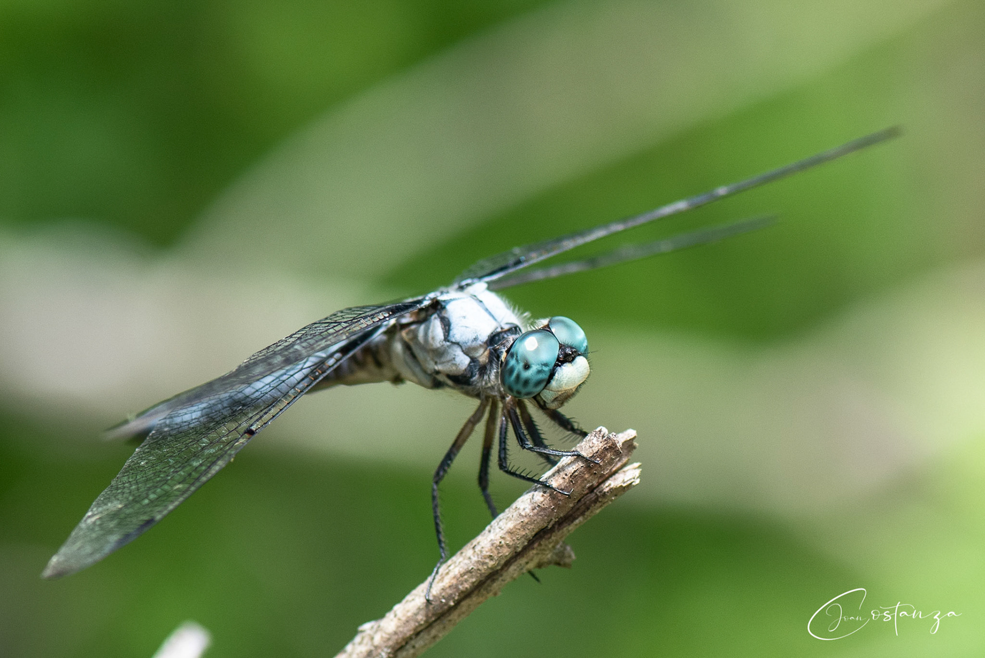 Pachydiplax longipennis-- Blue Dasher