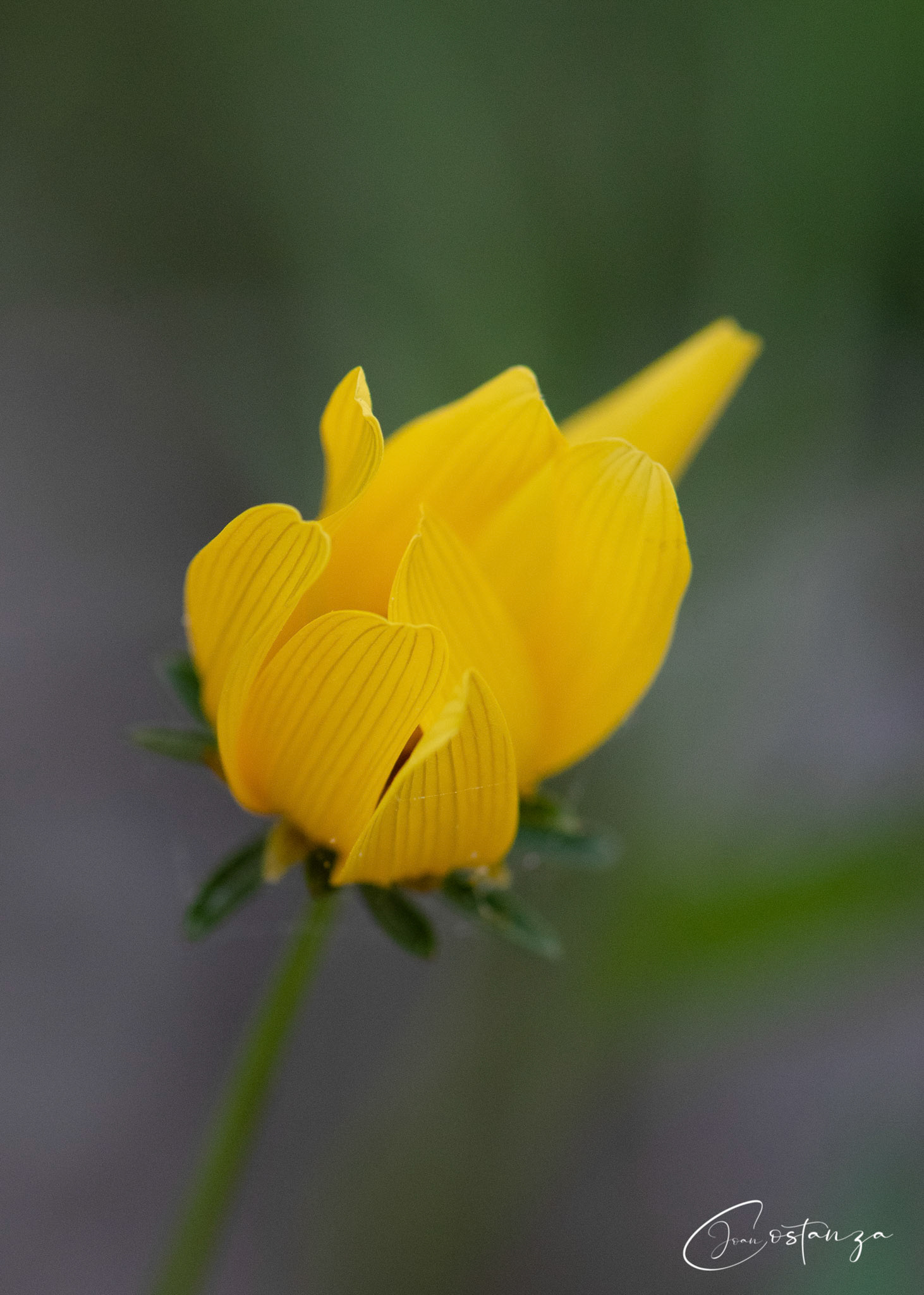 Bidens aristosa  - Tickseed Beggar-Ticks