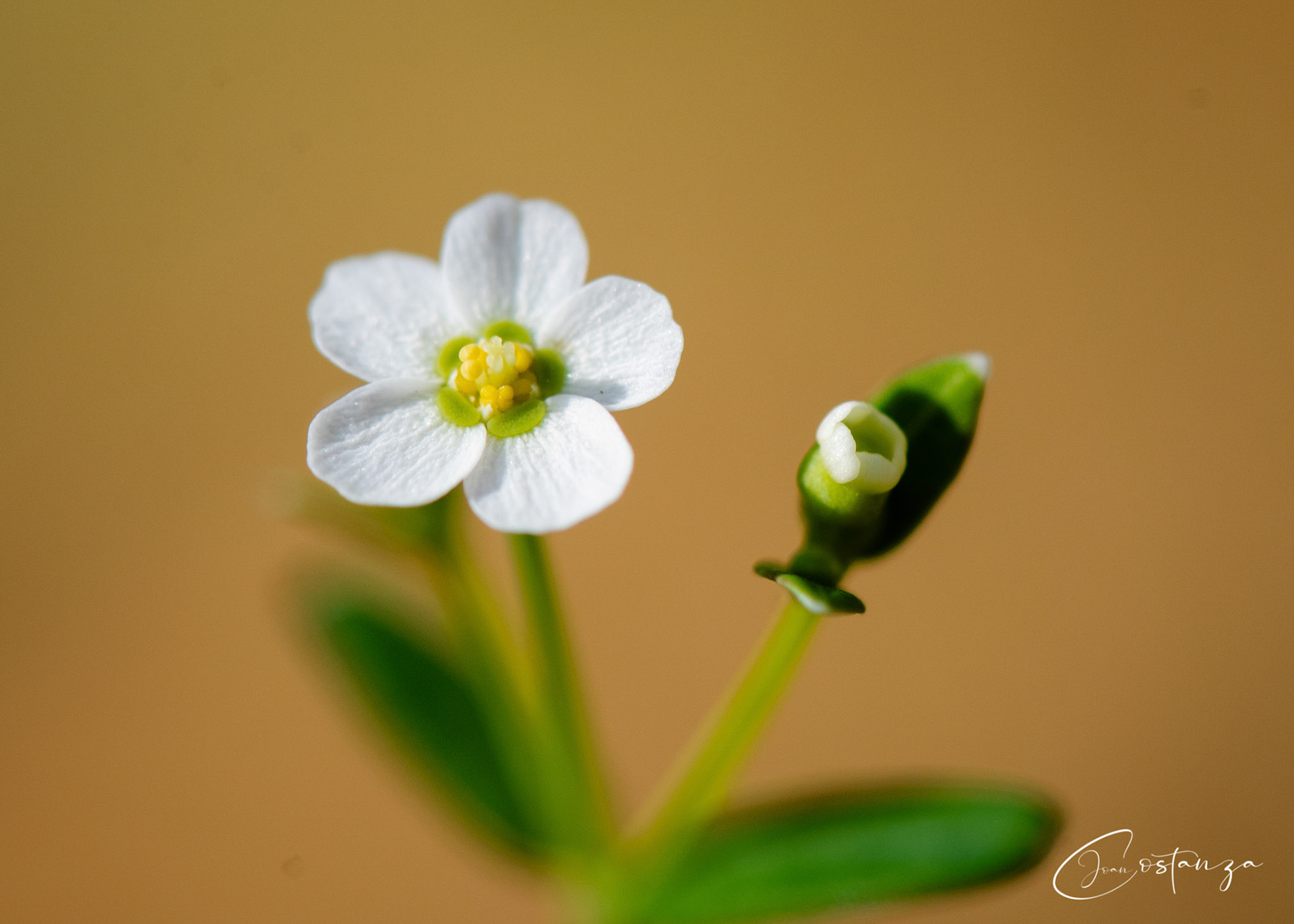 Flowering Spurge