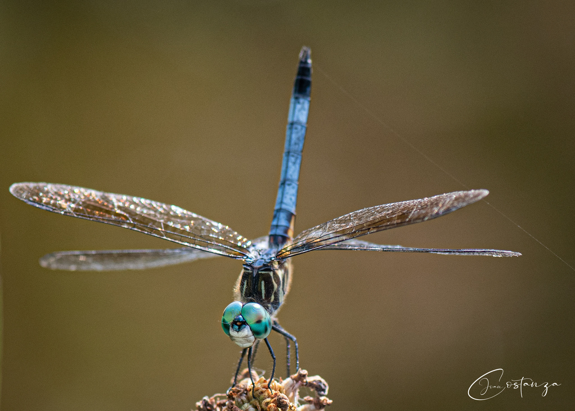 Pachydiplax longipennis Blue Dasher