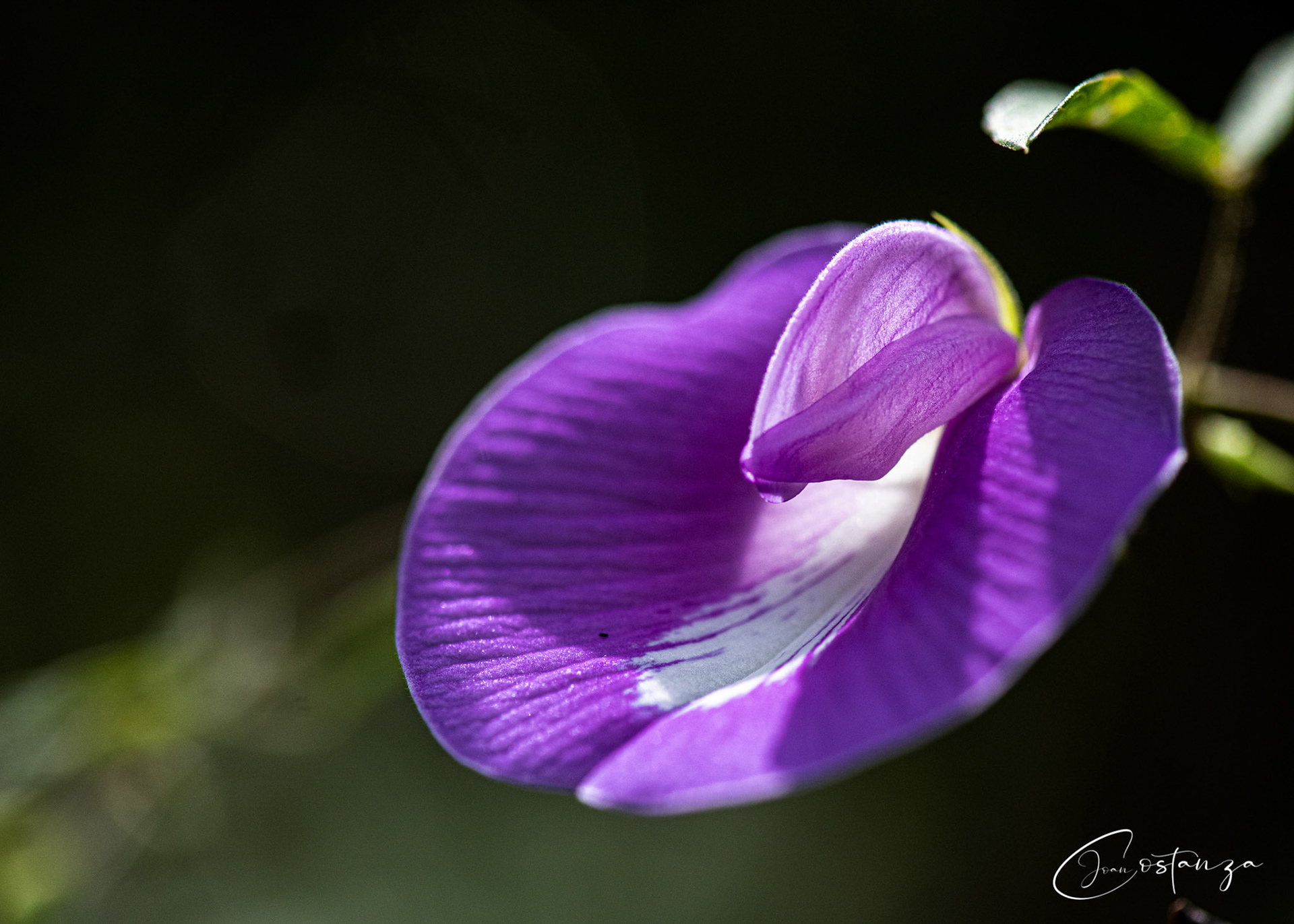 Centrosema virginianum - Butterfly Pea