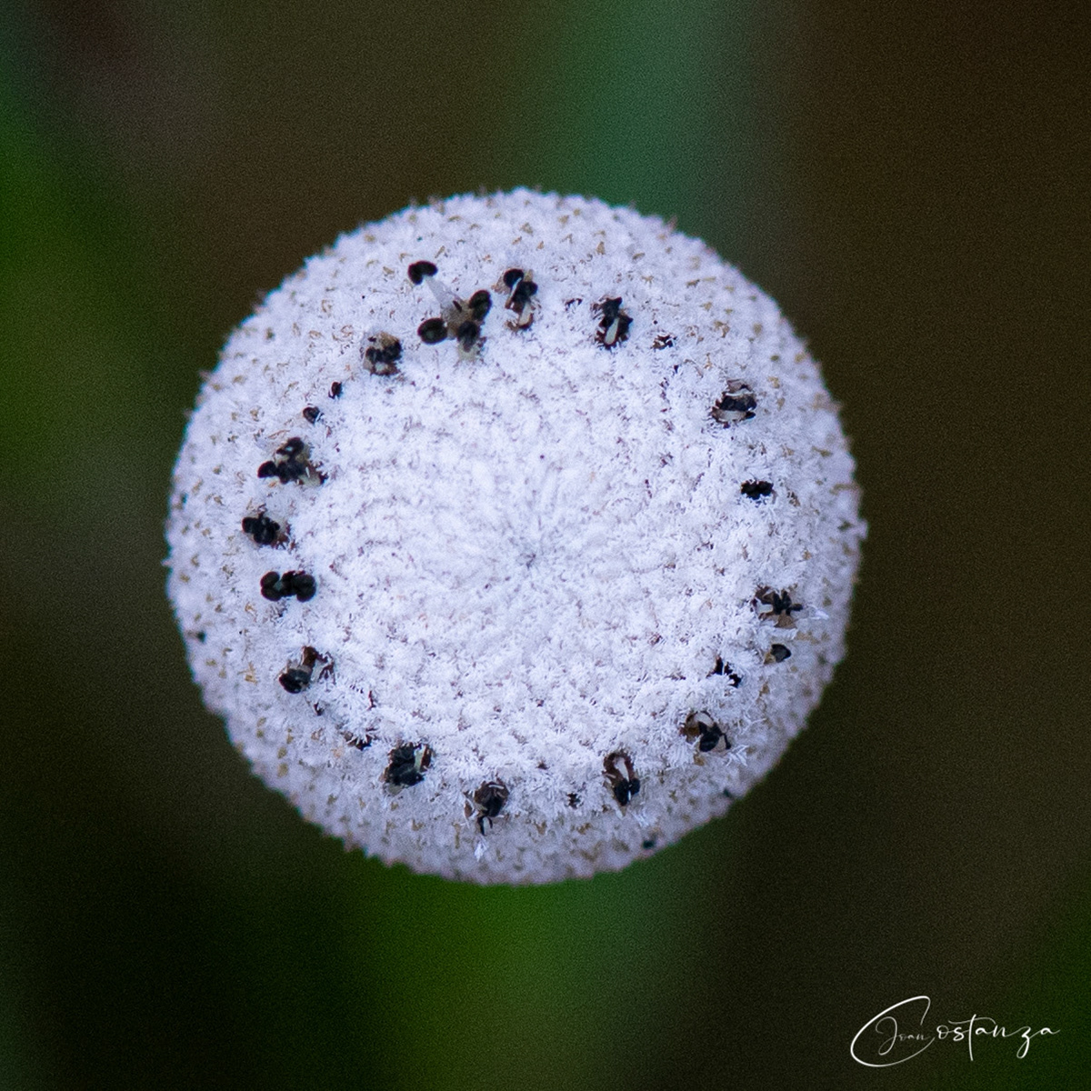 Eriocaulon decangulare Ten-angled Pipewort