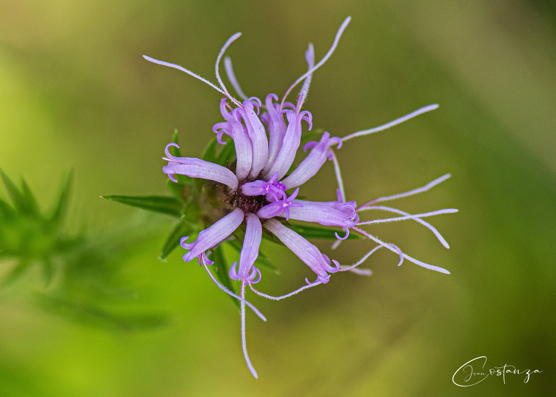 Liatris squarrosa (Scaly Blazing Star)