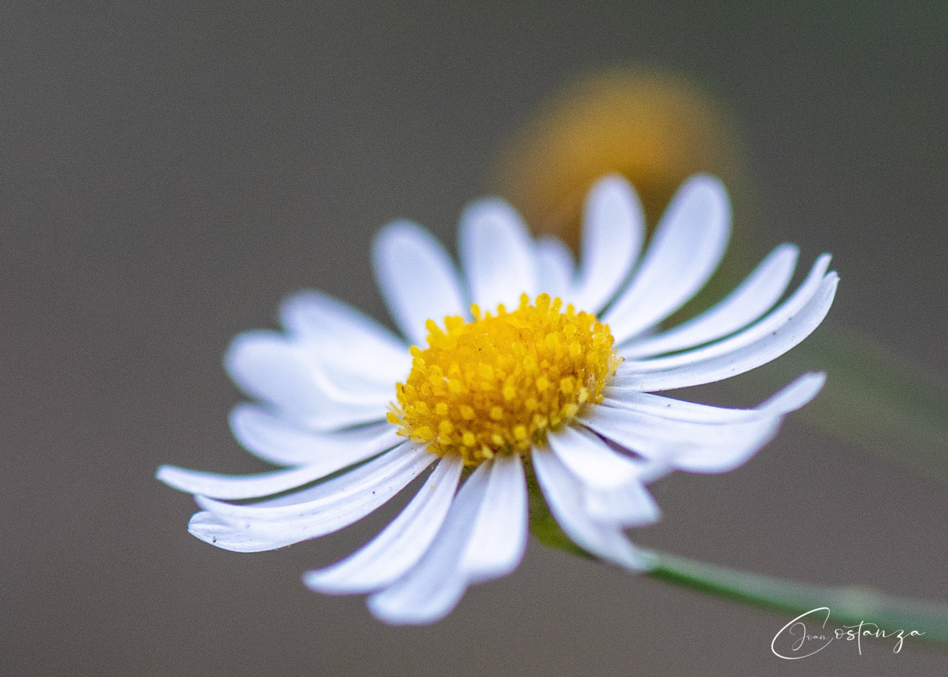 Boltonia diffusa Smallhead Doll's Daisy