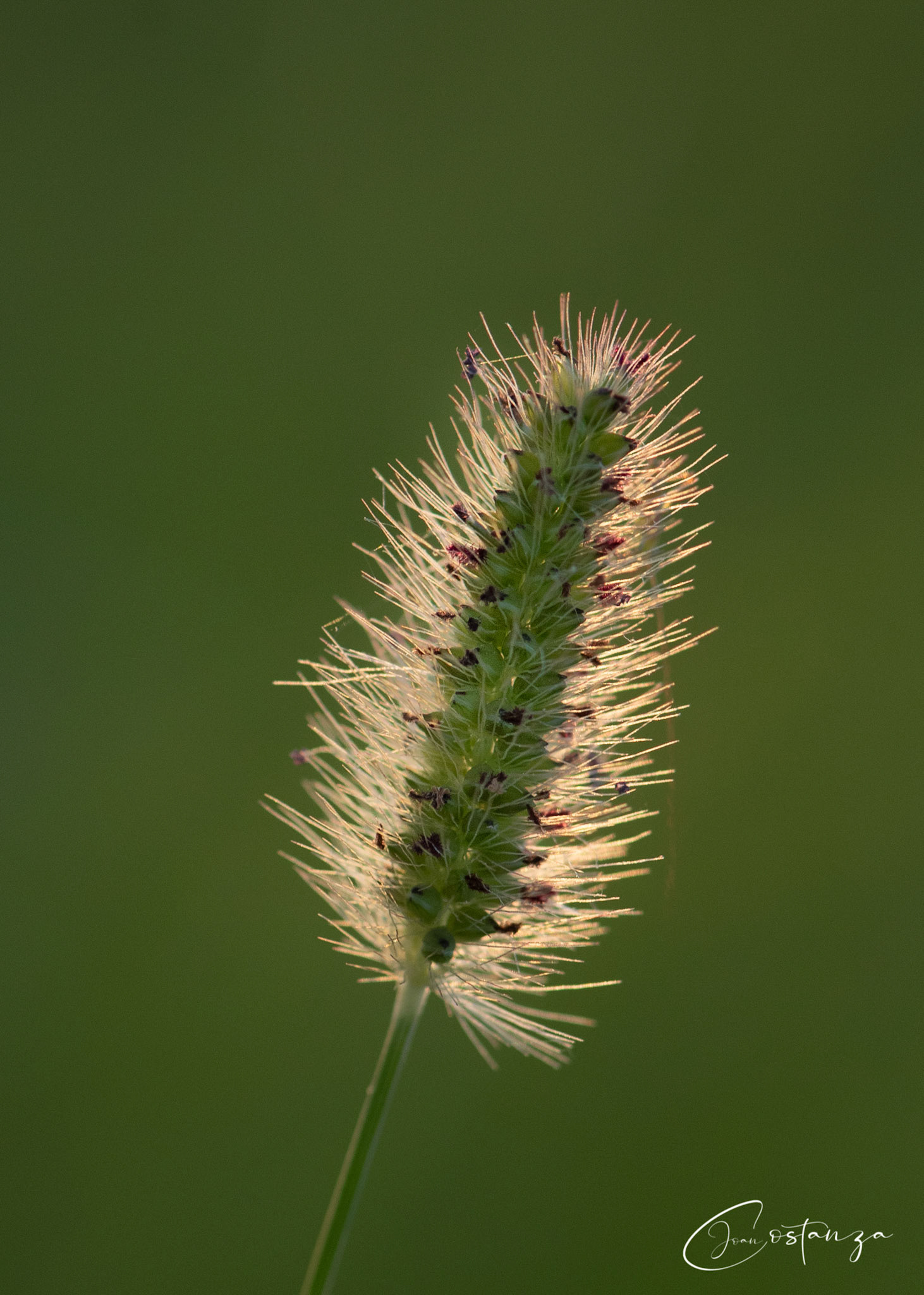 Setaria pumilaYellow Foxtail