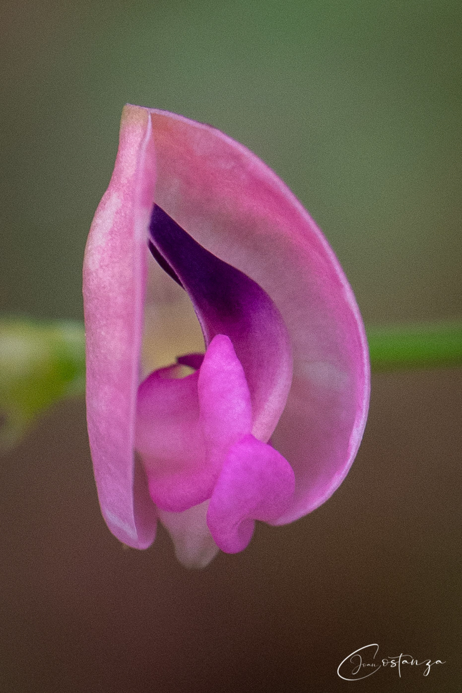 Strophostyles umbellata Pink Fuzzybean