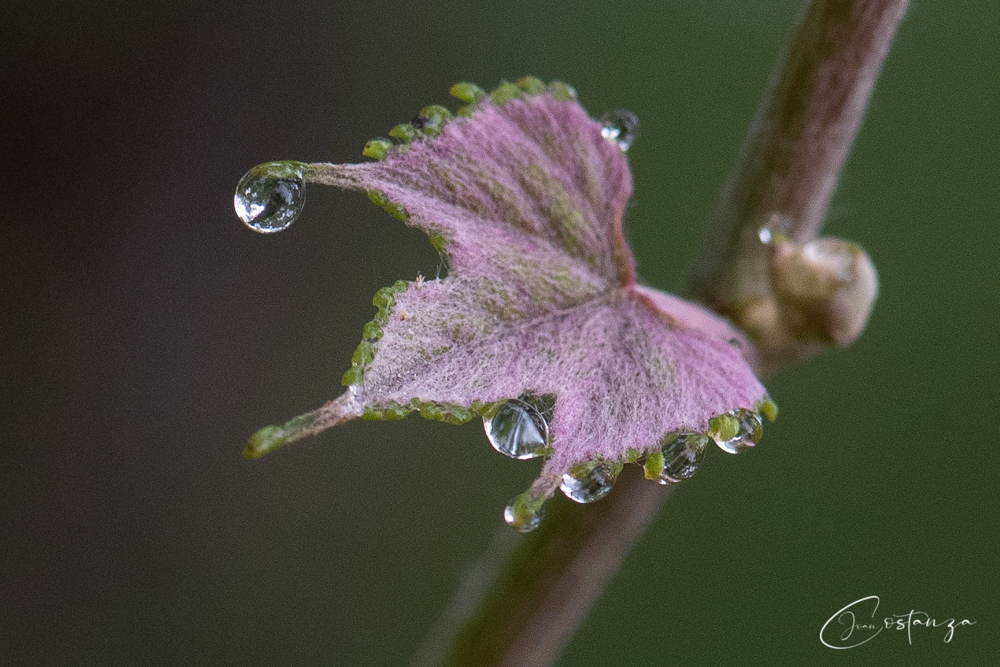 Vitis rotundifoliamuscadine, muscadine grape, scuppernong grape, bullace-grape, scuppernong