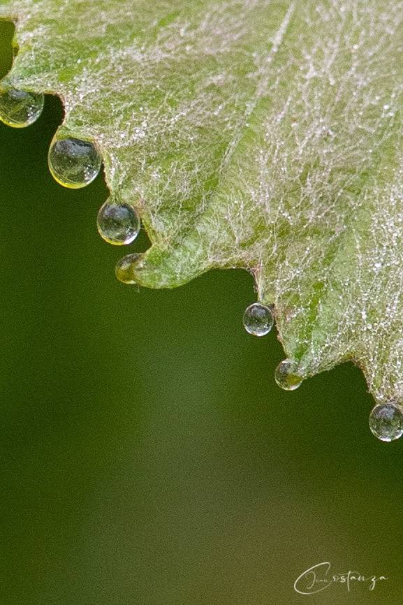 Vitis rotundifoliamuscadine, muscadine grape, scuppernong grape, bullace-grape, scuppernong