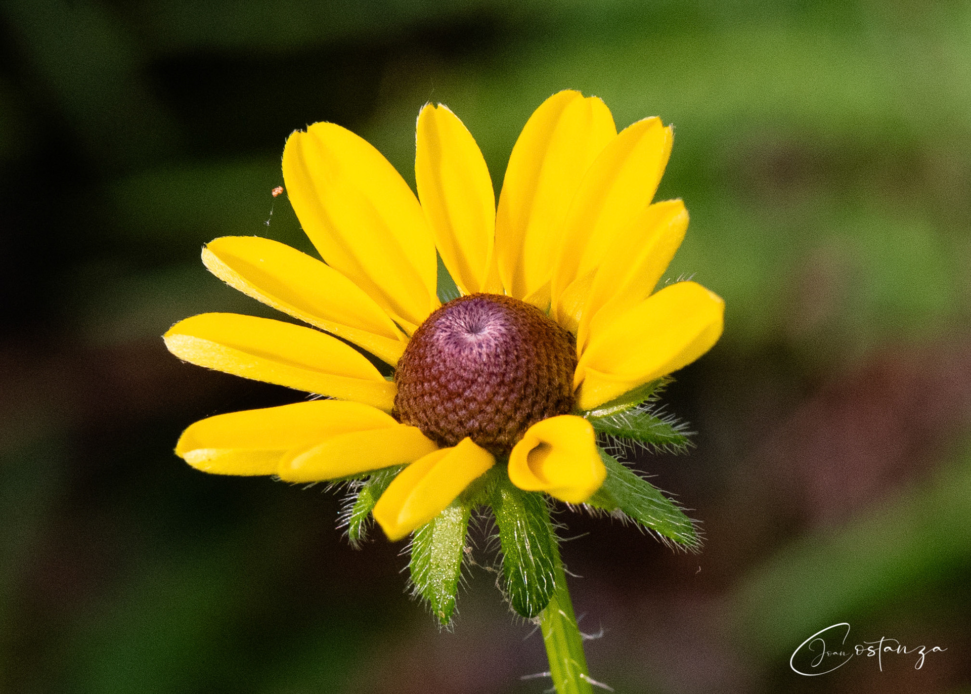 Black-eyed Susan