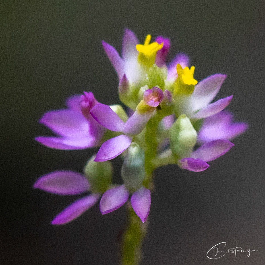 Polygala - Milkwort