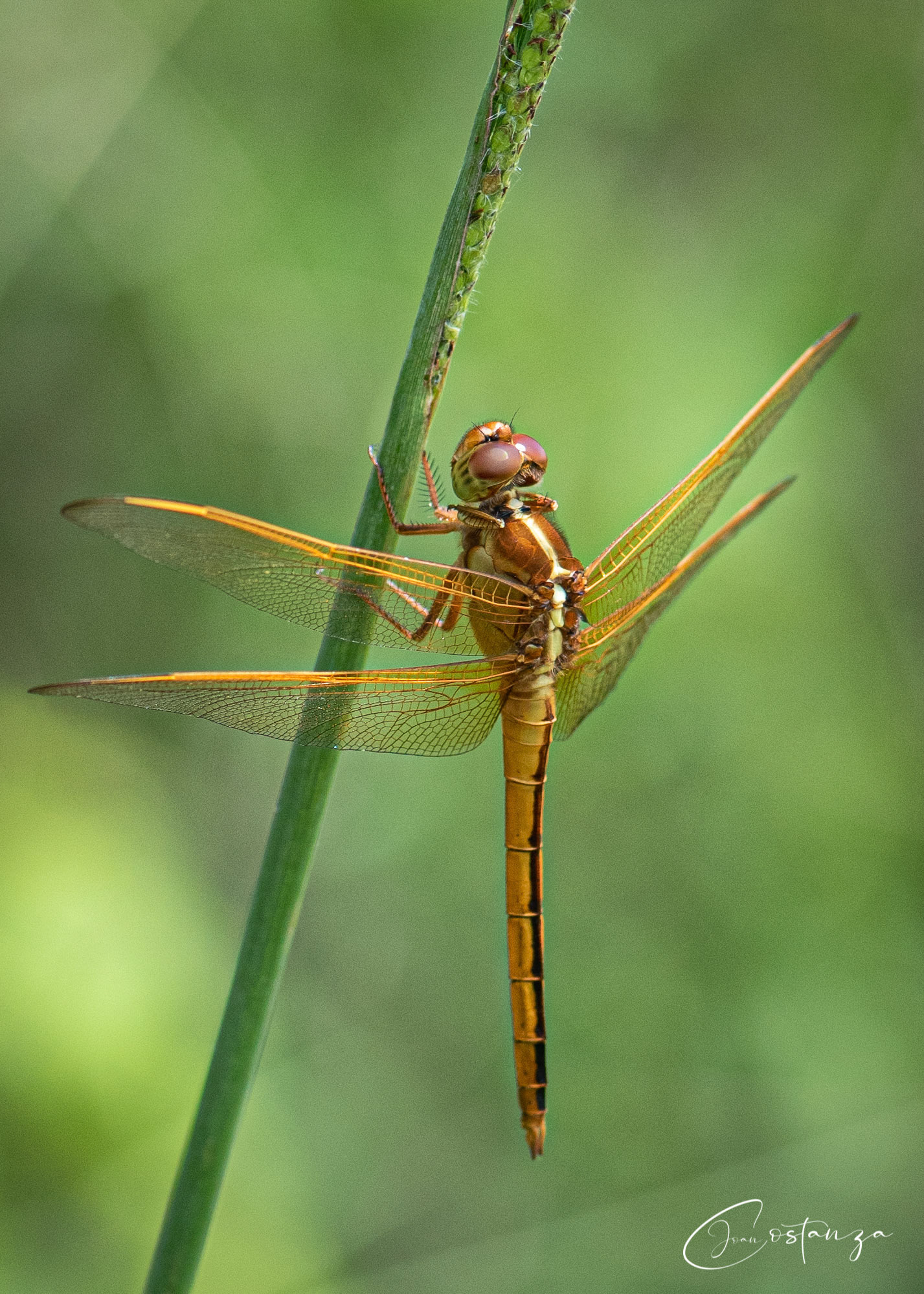 Libellula needhami --Needham's Skimmer