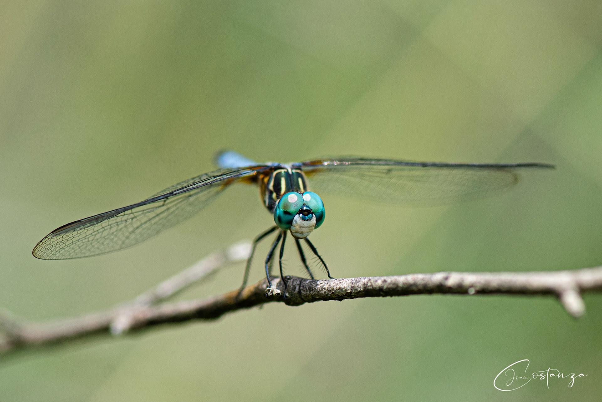 Pachydiplax longipennis -- Blue Dasher