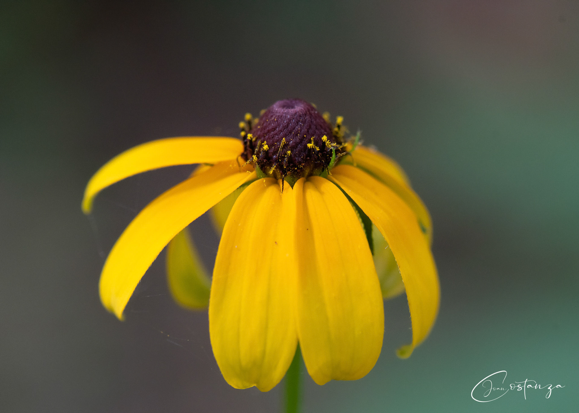 Black-eyed Susan