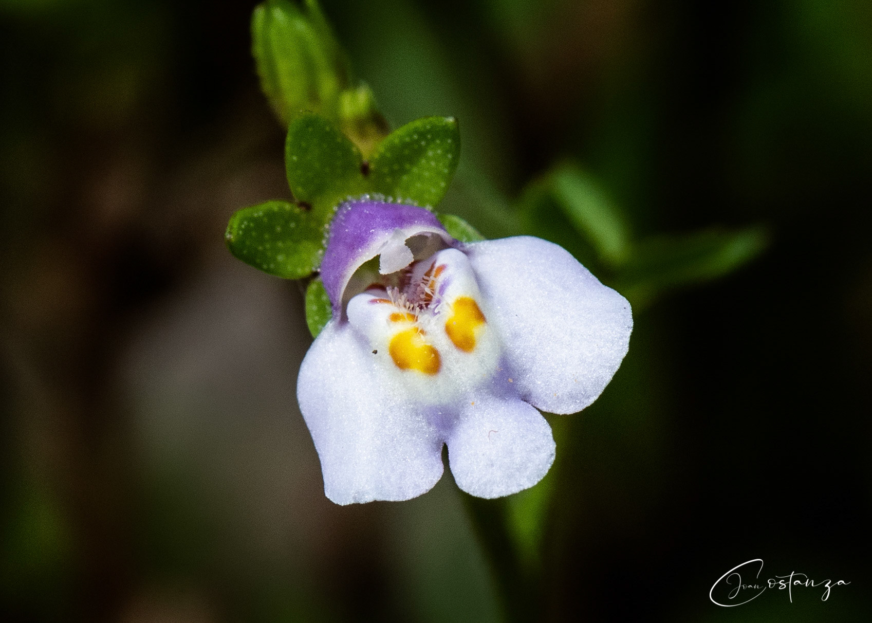 Mazus