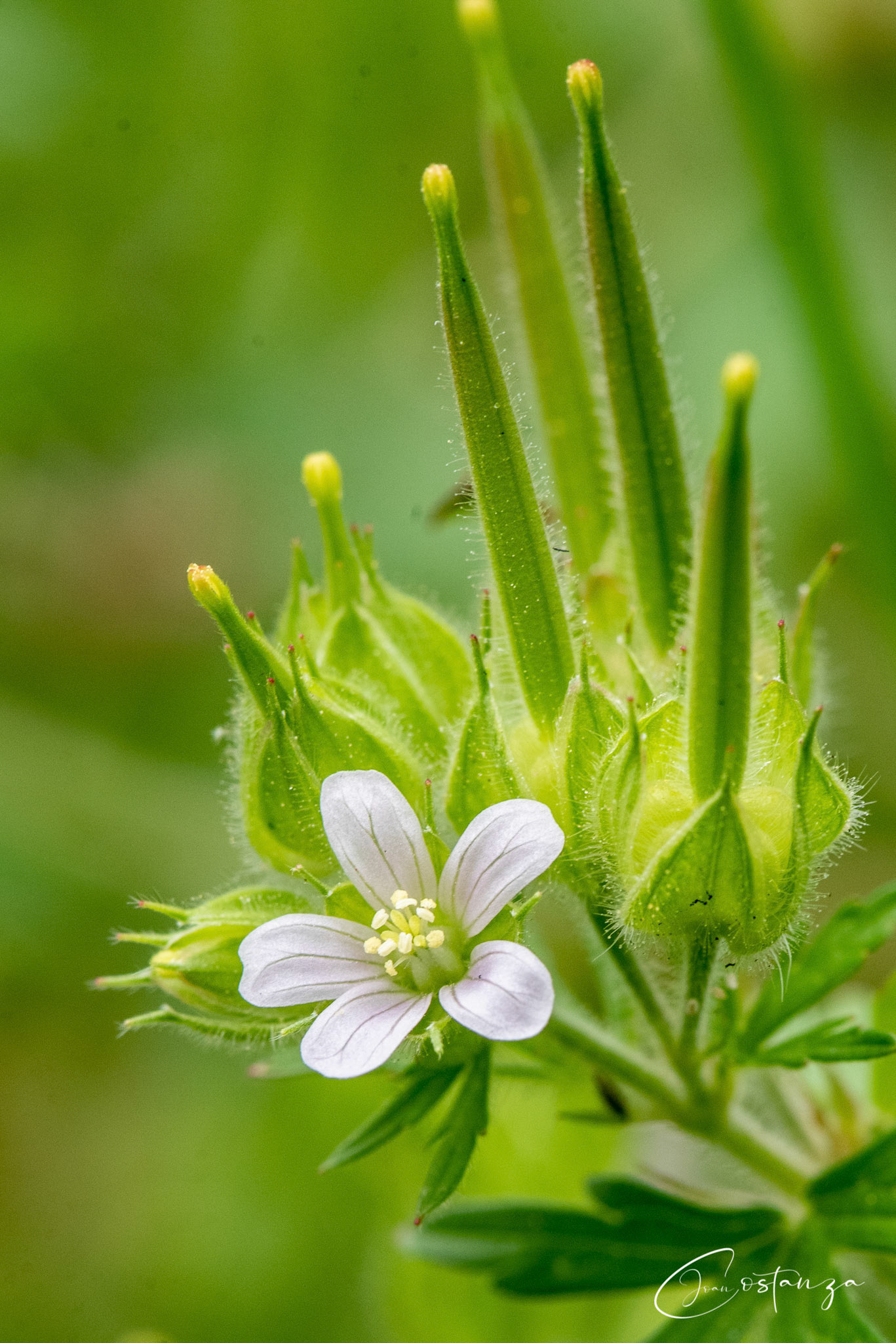Wild Geranium