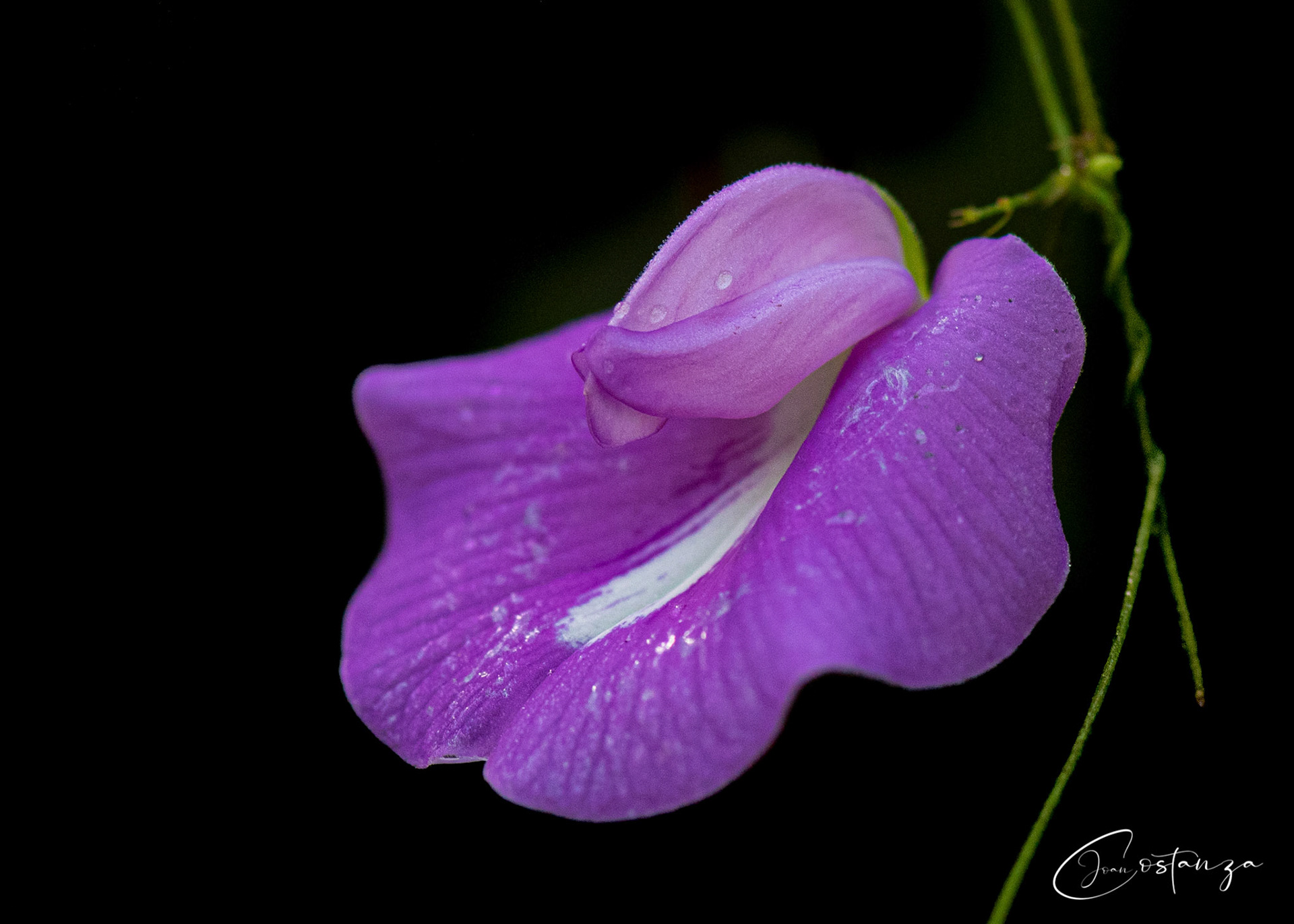 Centrosema virginianum -- Butterfly Pea