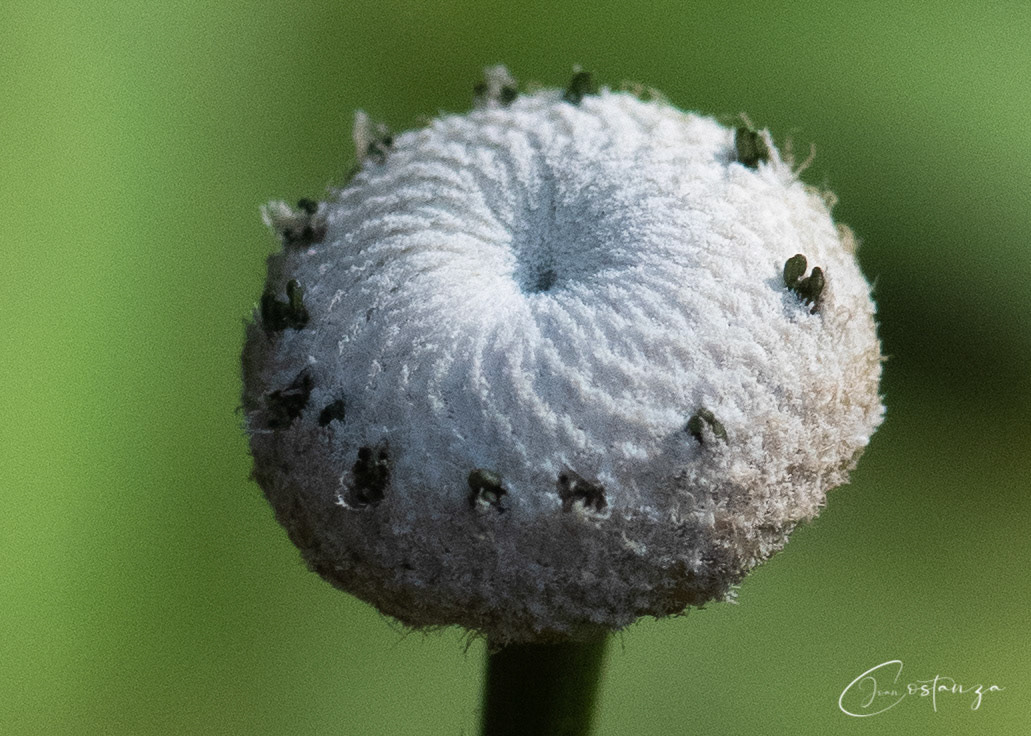 Eriocaulon decangulareTen-angled Pipewort