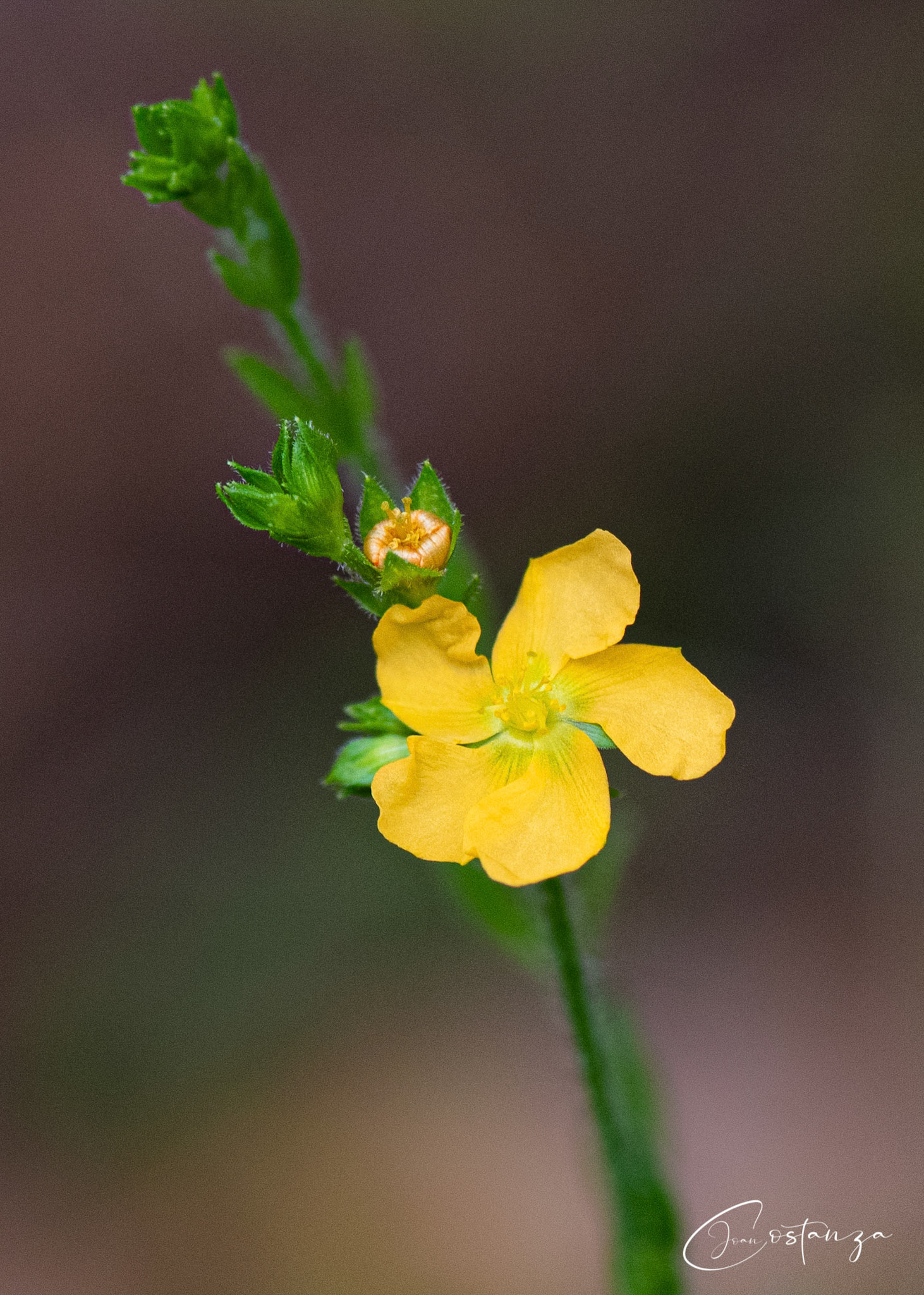 Hypericum - St. John's Wort