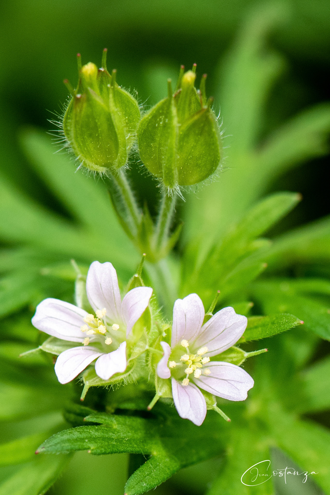 Wild Geranium