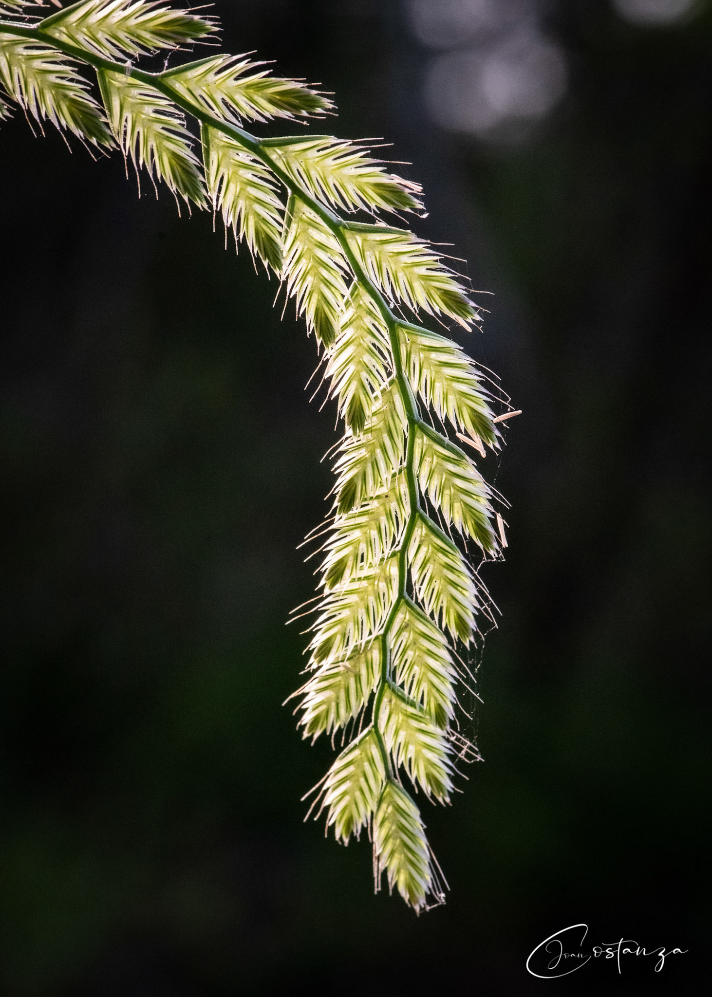 Lolium perenne Perennial Ryegrass