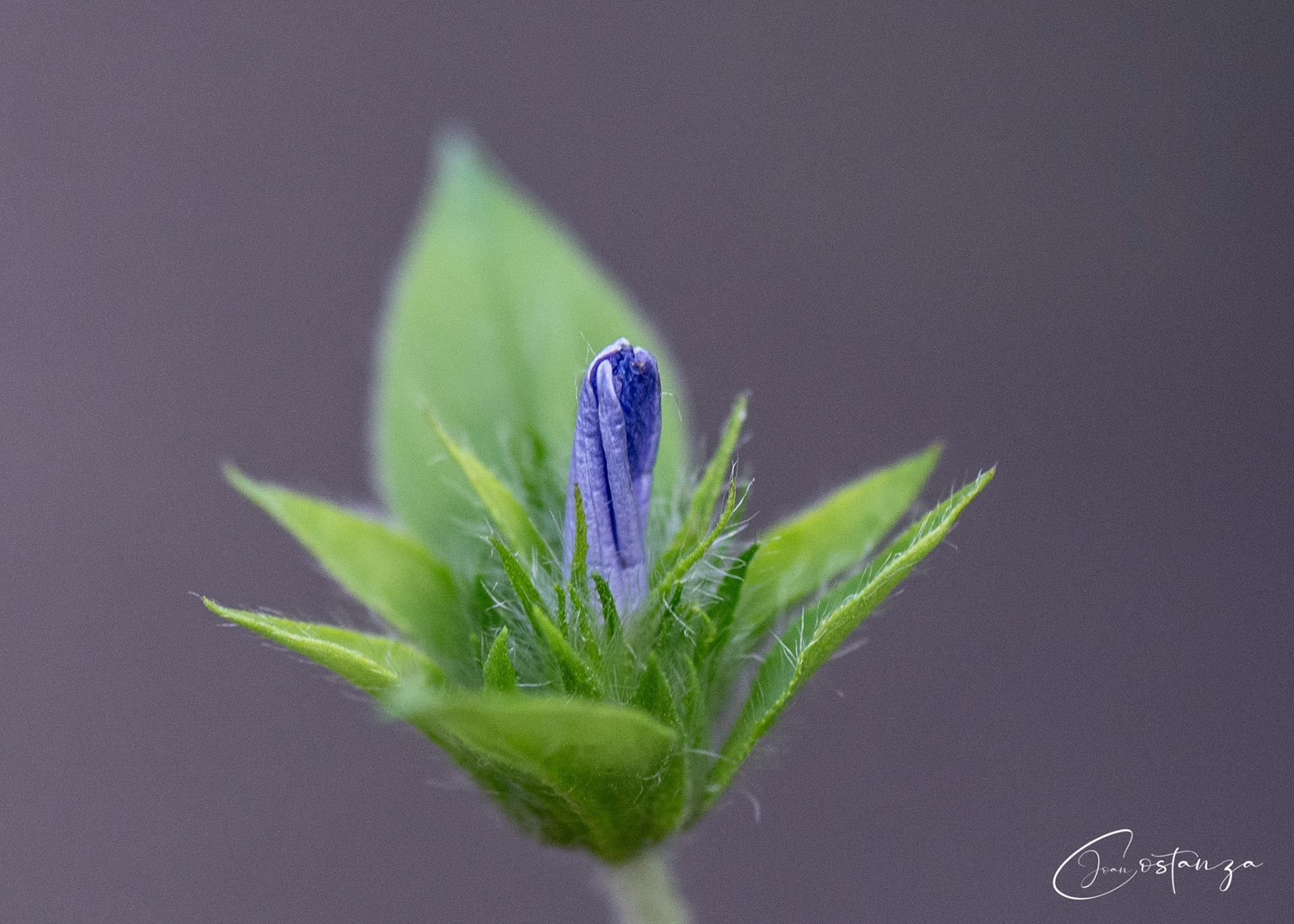 Jacquemontia tamnifolia - Hairy Cluster Vine