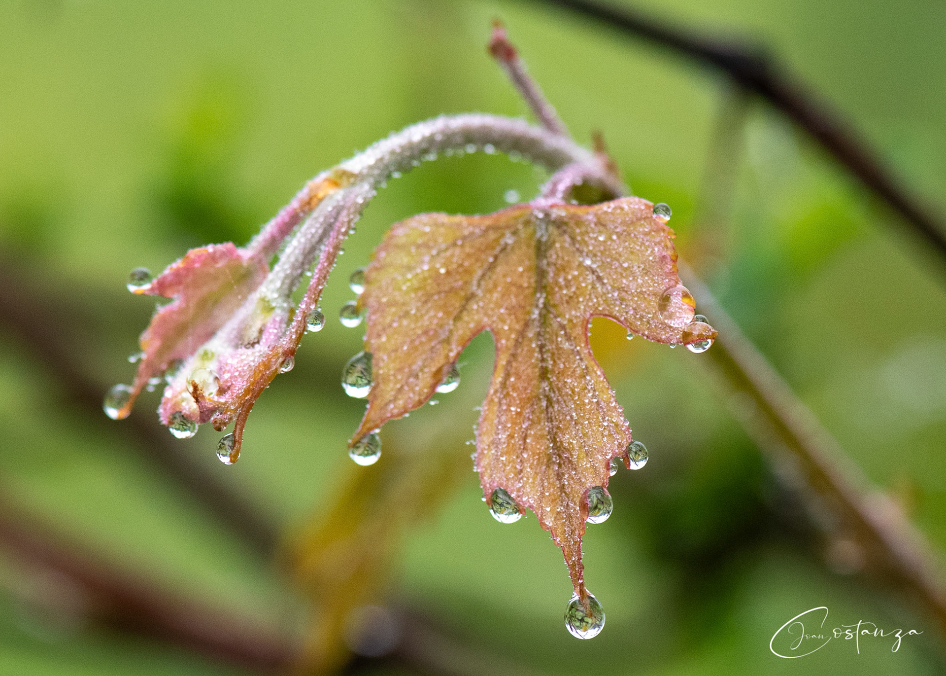 Vitis rotundifoliamuscadine, muscadine grape, scuppernong grape, bullace-grape, scuppernong