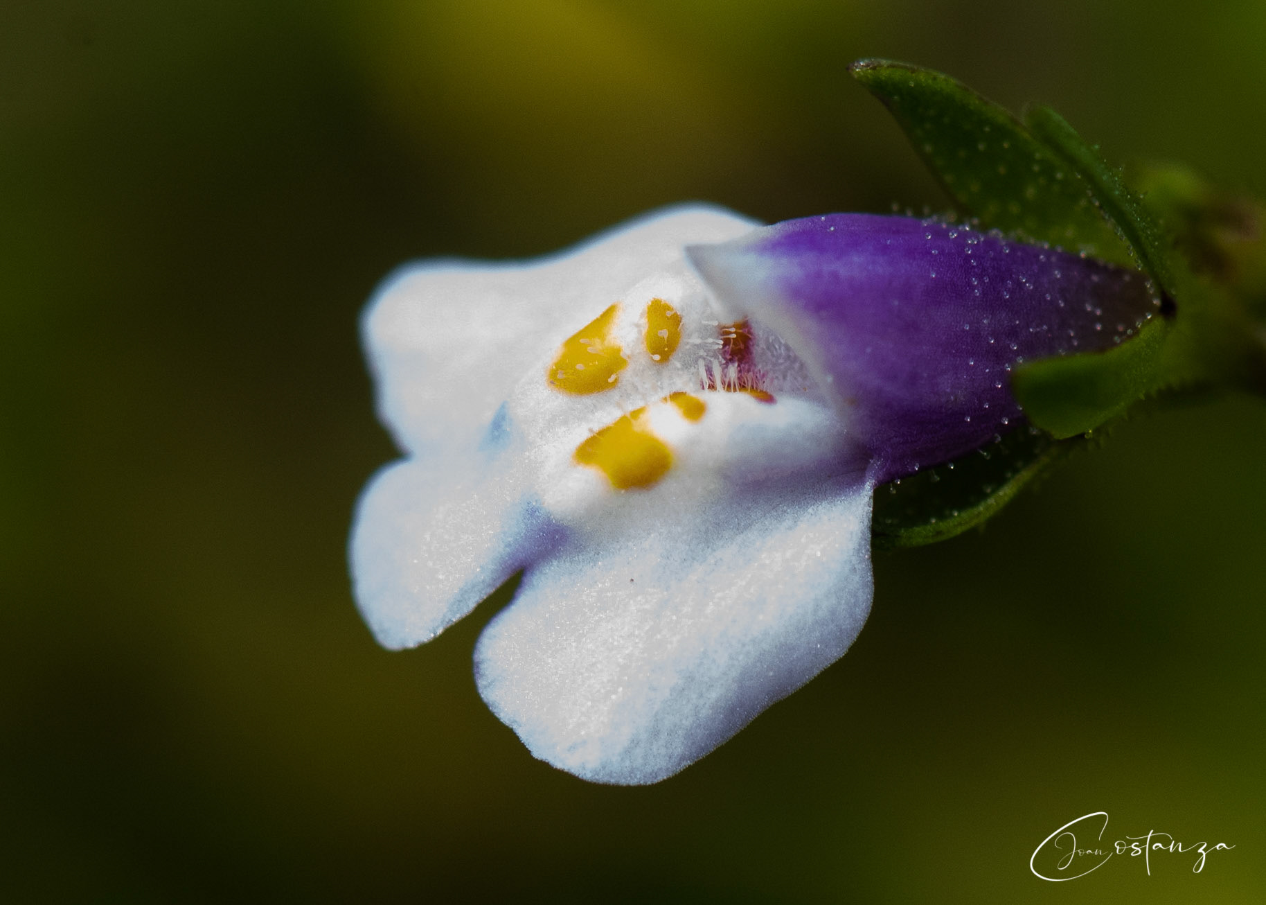 Mazus