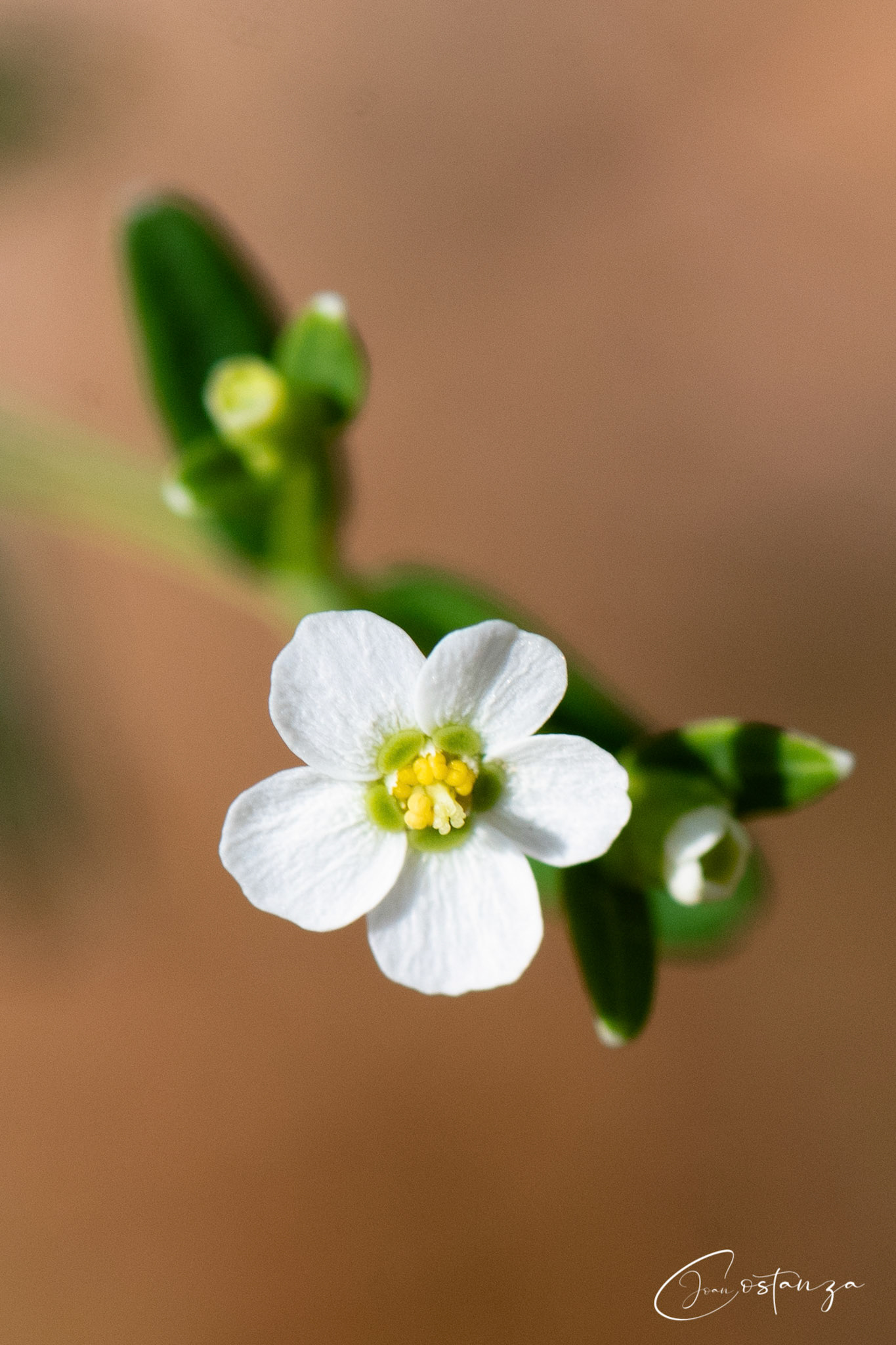 Flowering Spurge