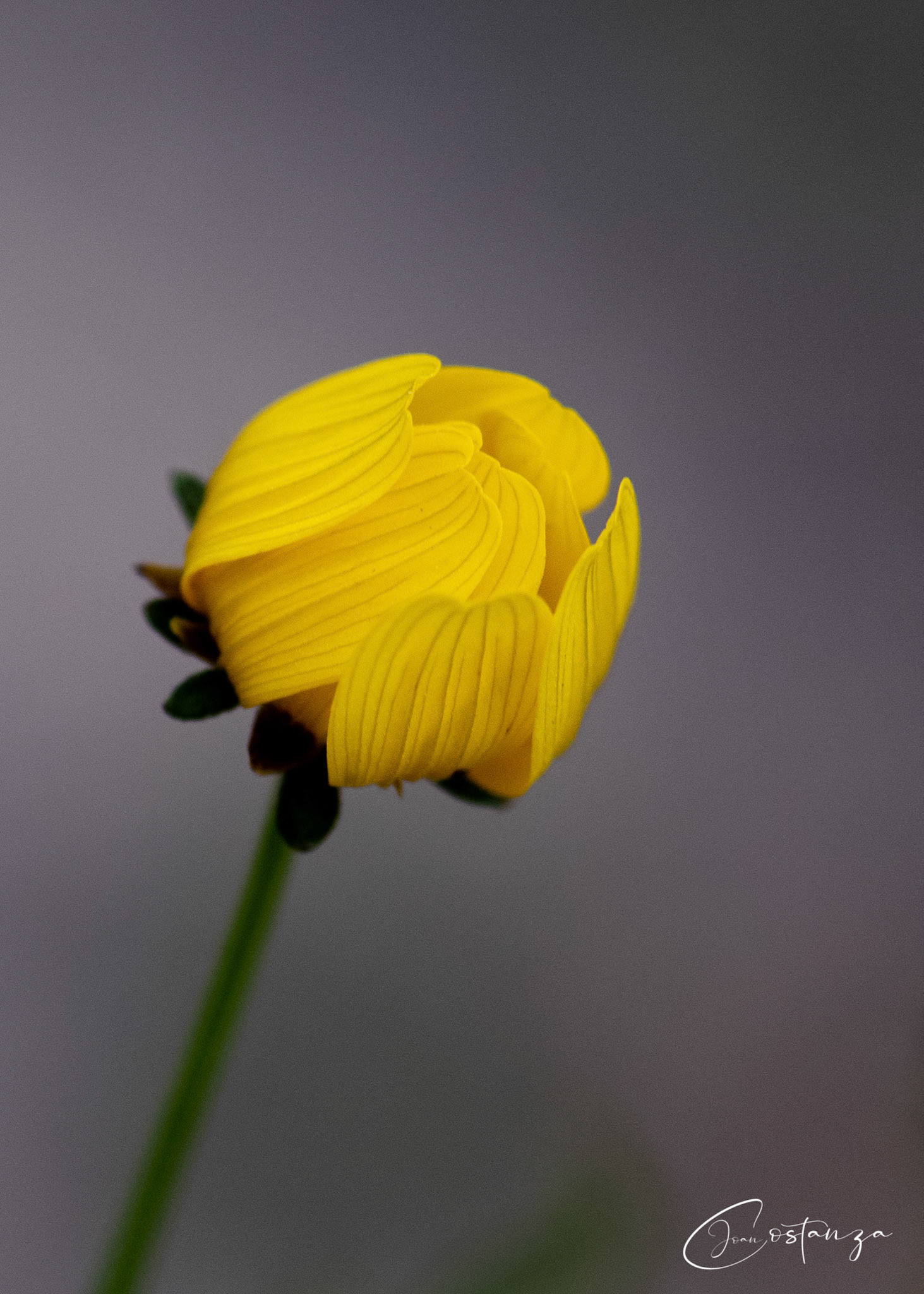 Bidens aristosa  - Tickseed Beggar-Ticks