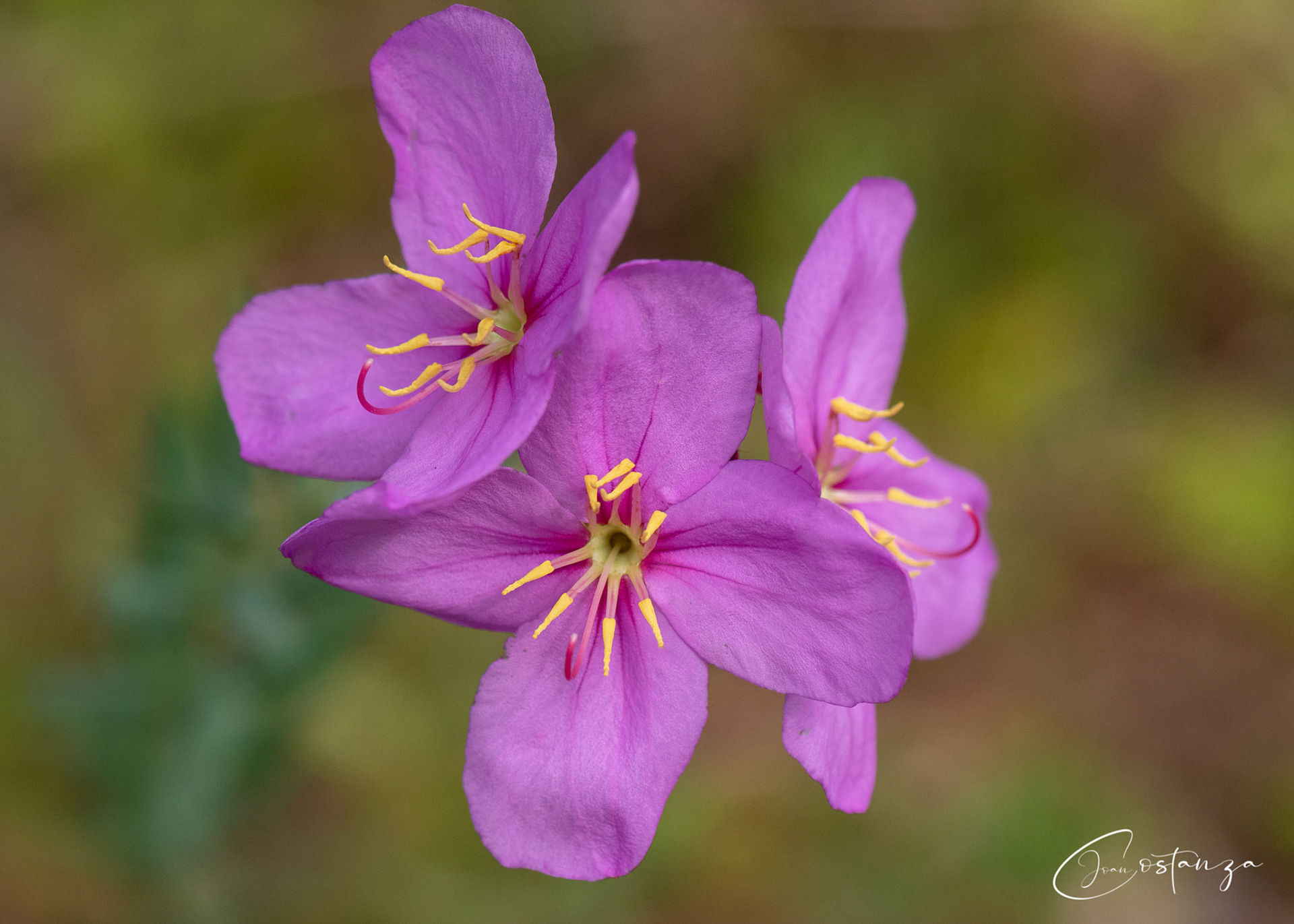 Rhexia alifanus - Savannah Medowbeauty