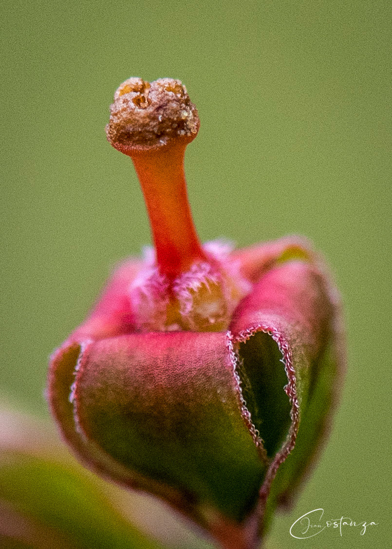 Ludwigia alternifolia - Seedbox