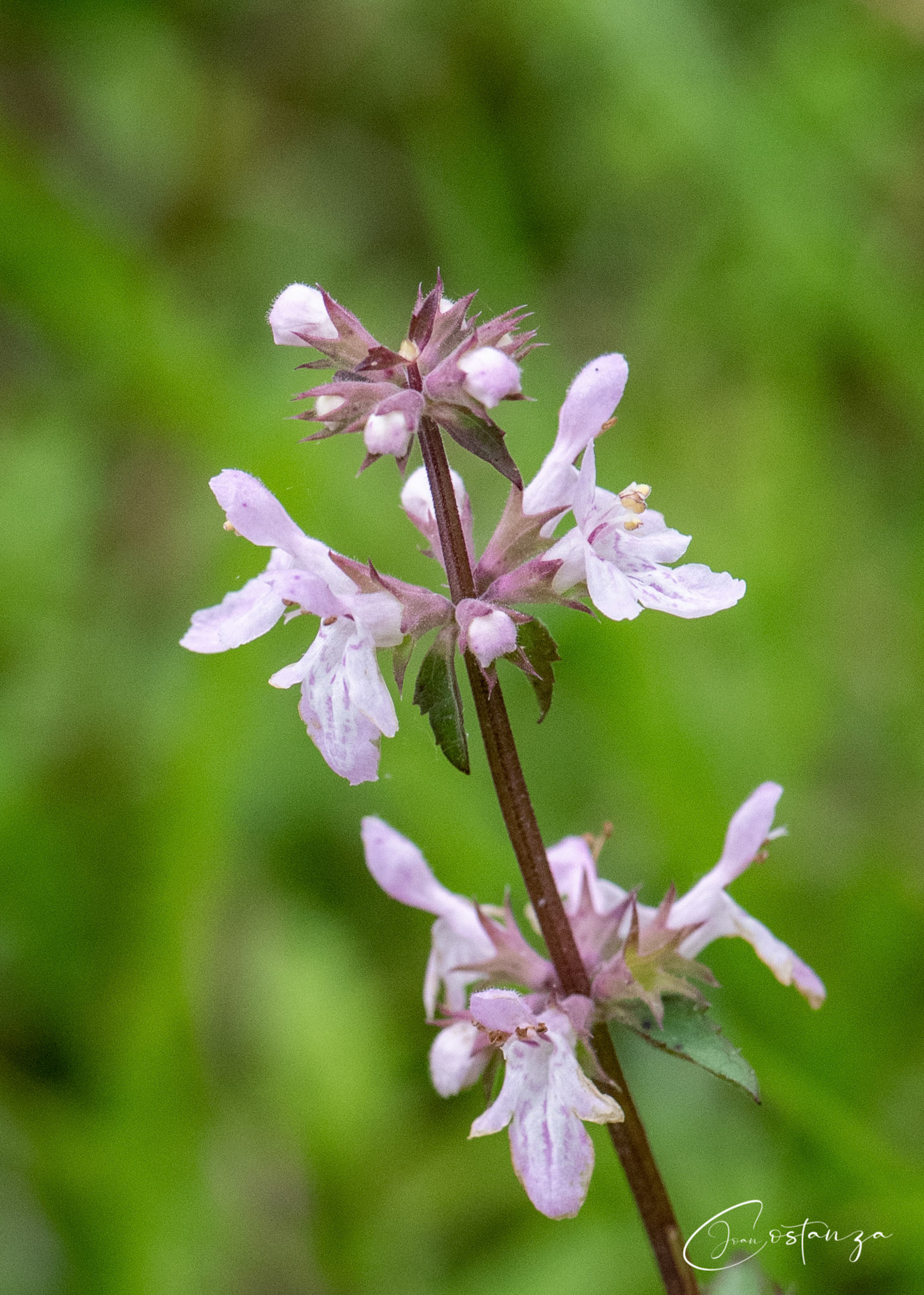 Stachys floridanachinese artichoke, florida betony, florida hedgenettle