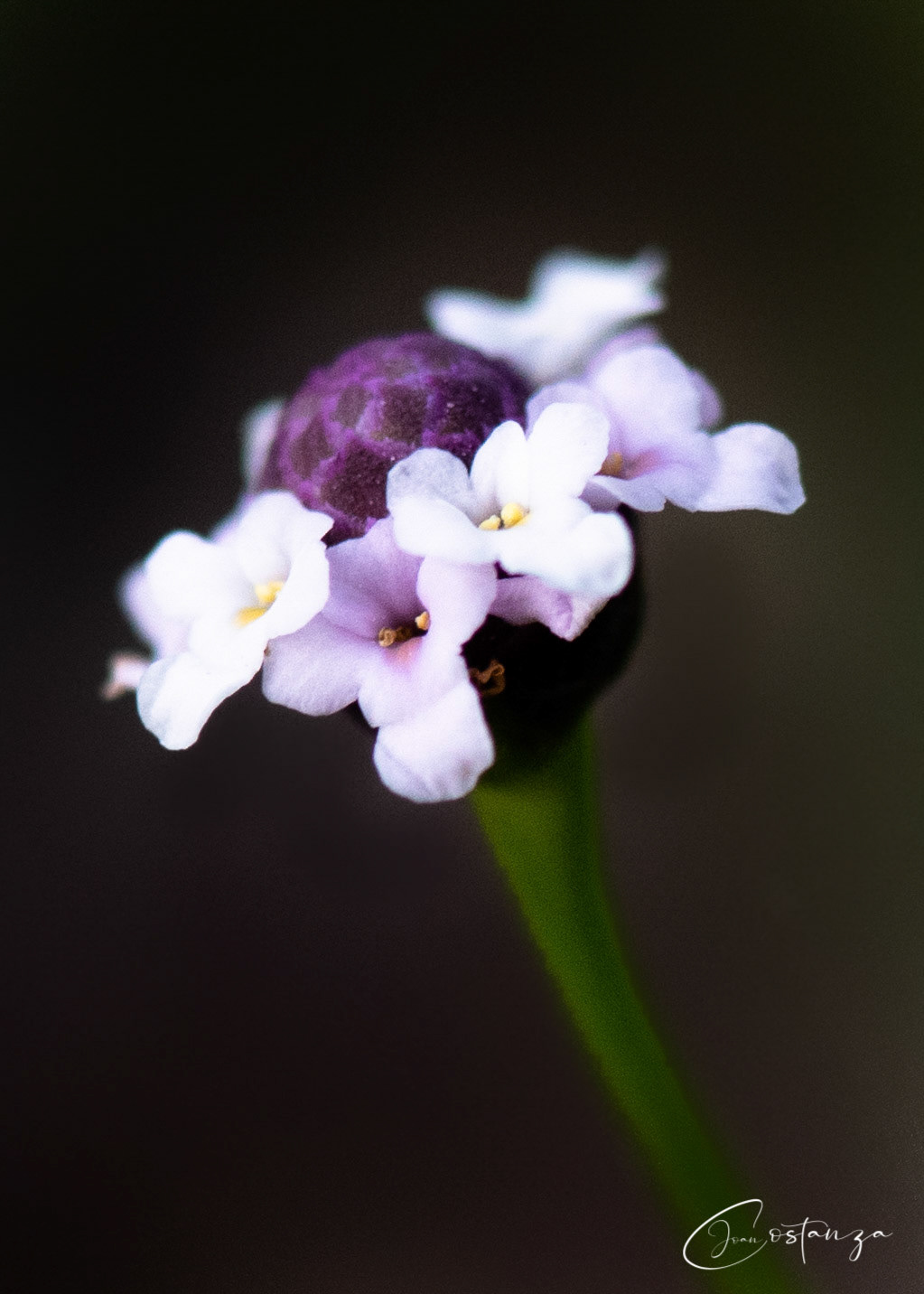 Phyla nodifloraTurkey Tangle Frogfruit