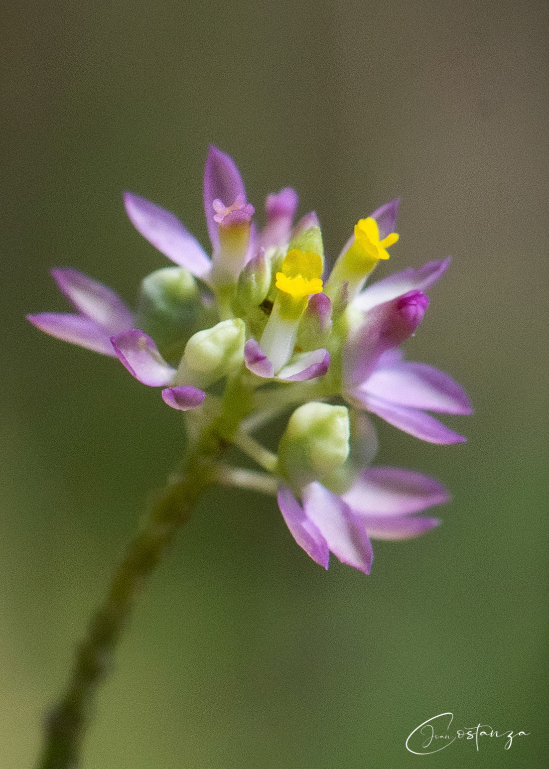 Polygala - Milkwort