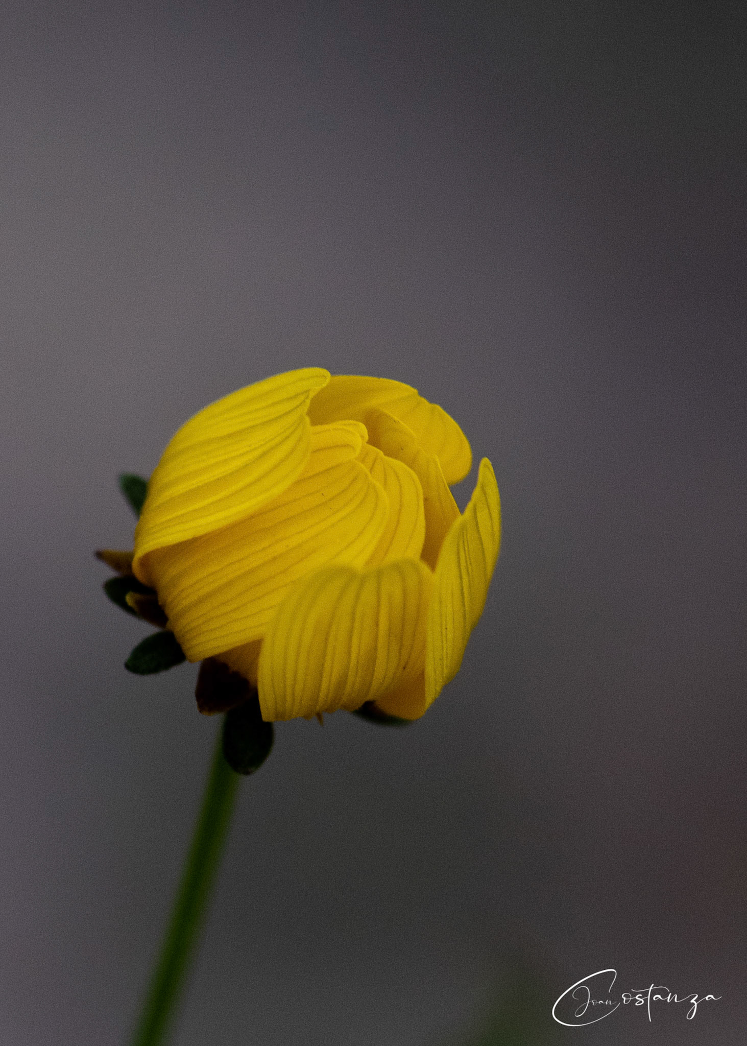 Bidens aristosa  - Tickseed Beggar-Ticks