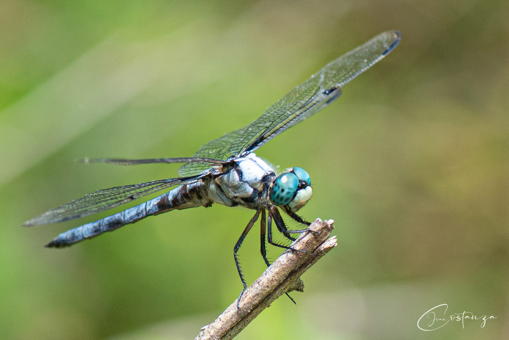 Pachydiplax longipennis-- Blue Dasher